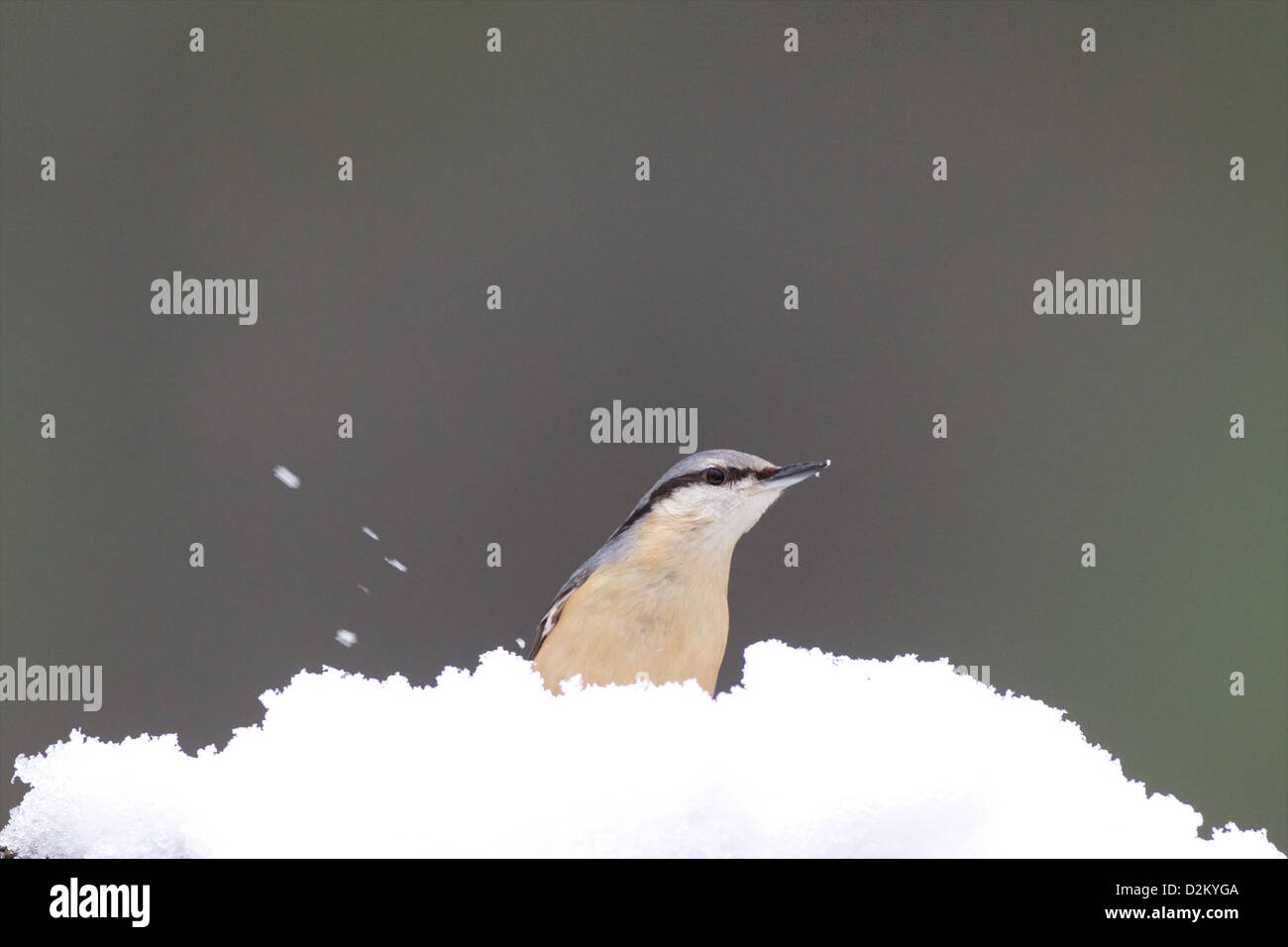 Eurasian picchio muratore - Sitta europaea Foto Stock