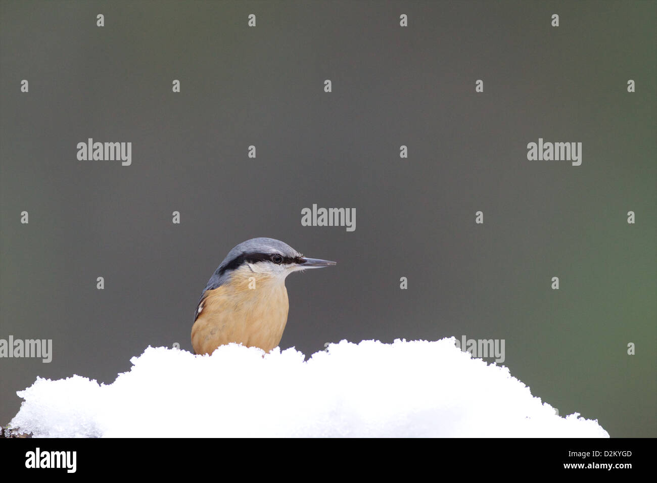 Eurasian picchio muratore - Sitta europaea Foto Stock
