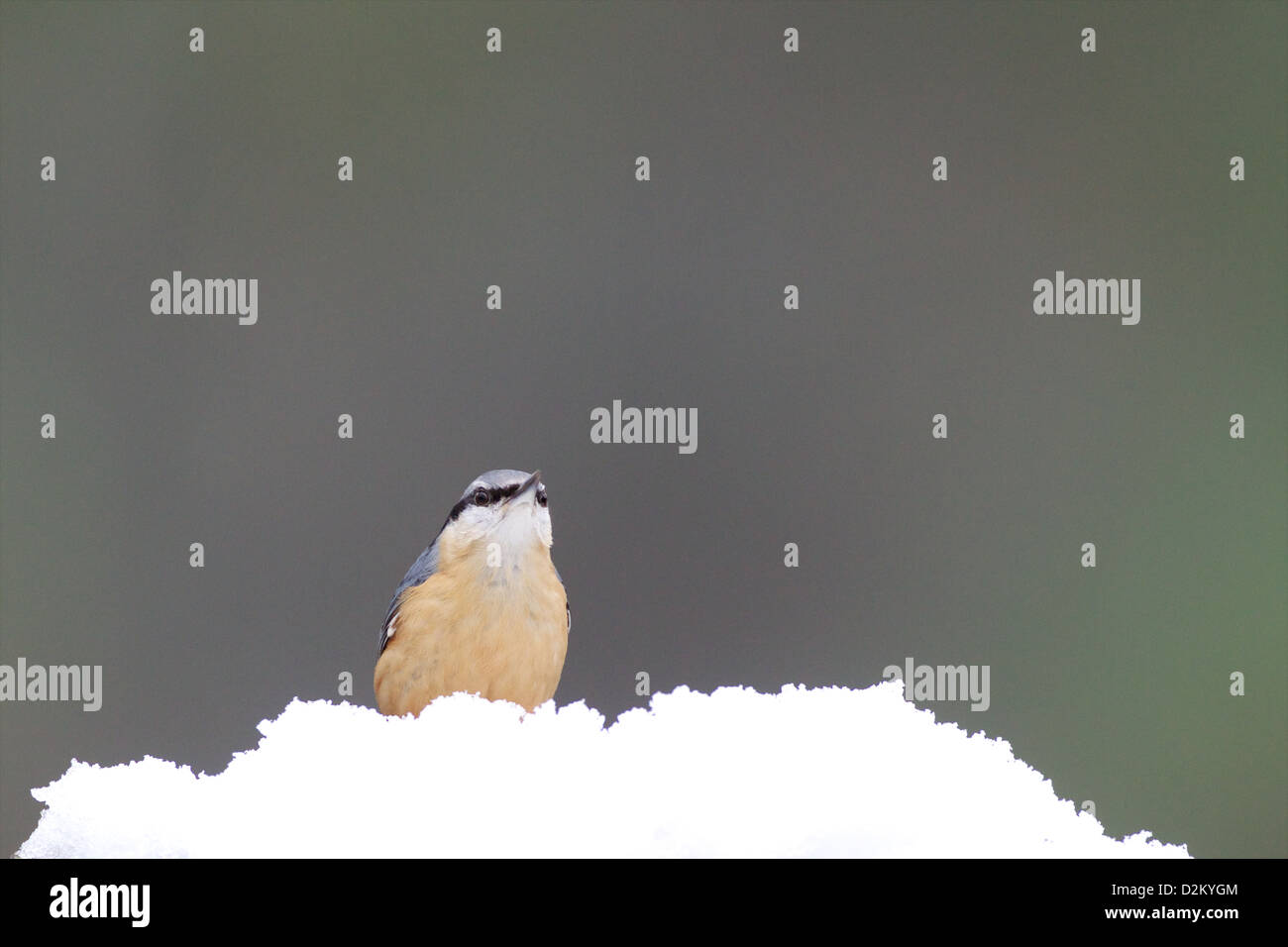Eurasian picchio muratore - Sitta europaea Foto Stock