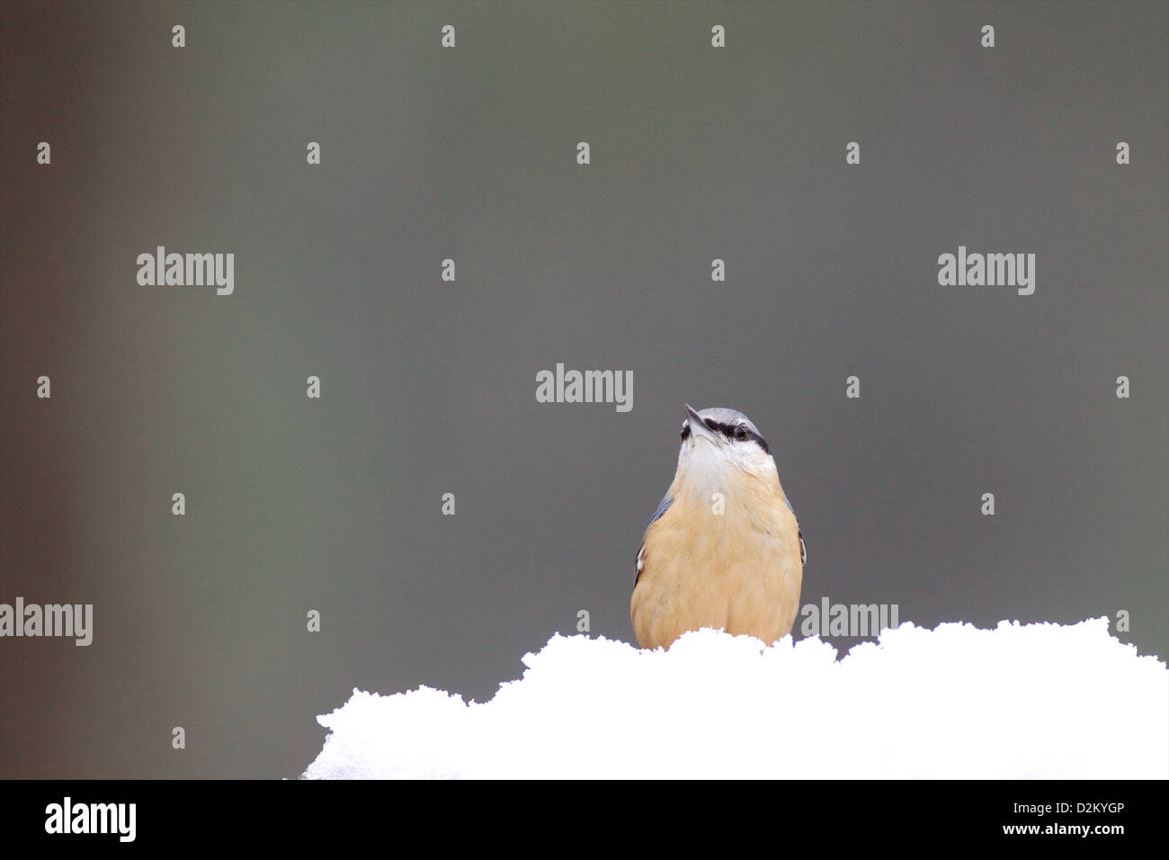 Eurasian picchio muratore - Sitta europaea Foto Stock