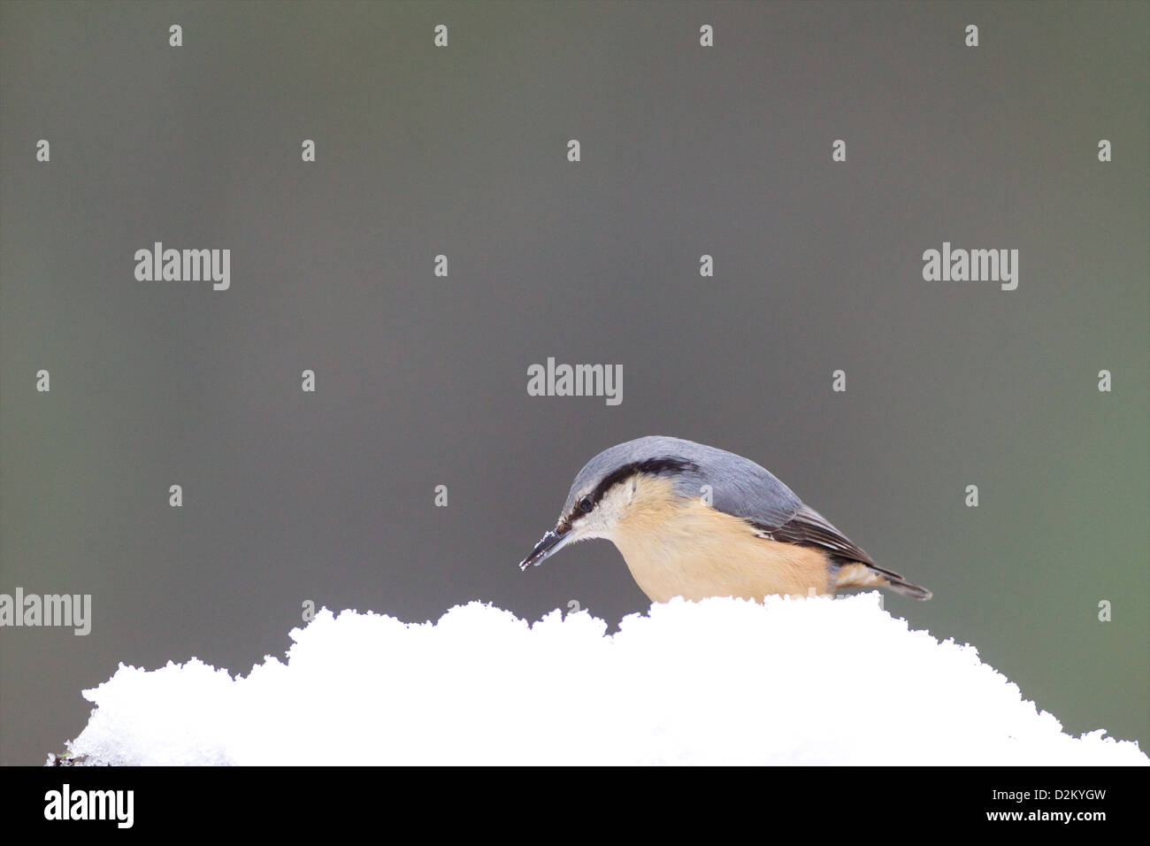 Eurasian picchio muratore - Sitta europaea Foto Stock