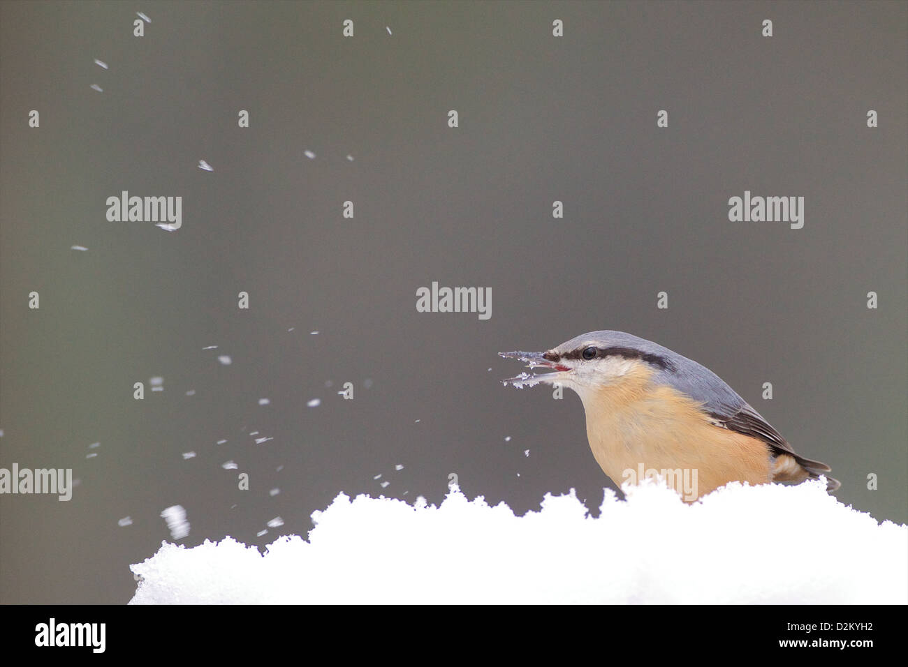 Eurasian picchio muratore - Sitta europaea Foto Stock