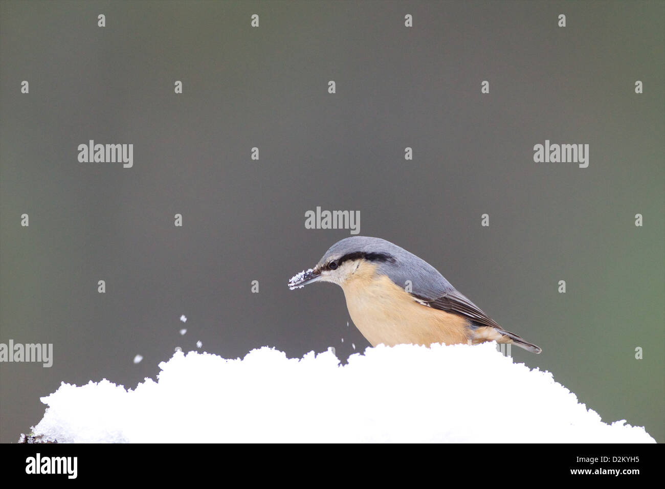 Eurasian picchio muratore - Sitta europaea Foto Stock