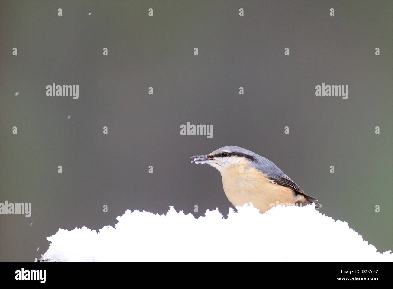 Eurasian picchio muratore - Sitta europaea Foto Stock