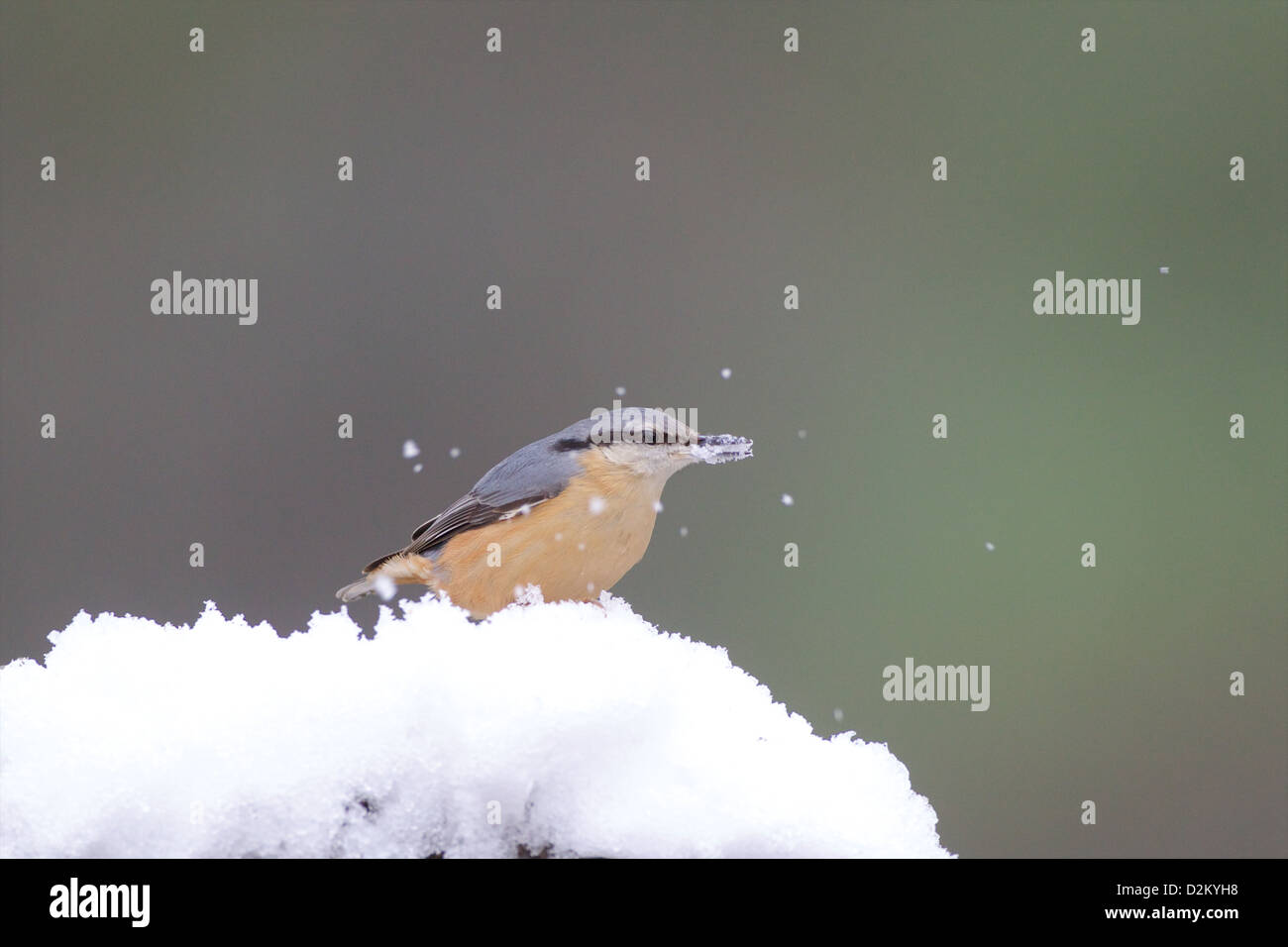 Eurasian picchio muratore - Sitta europaea Foto Stock
