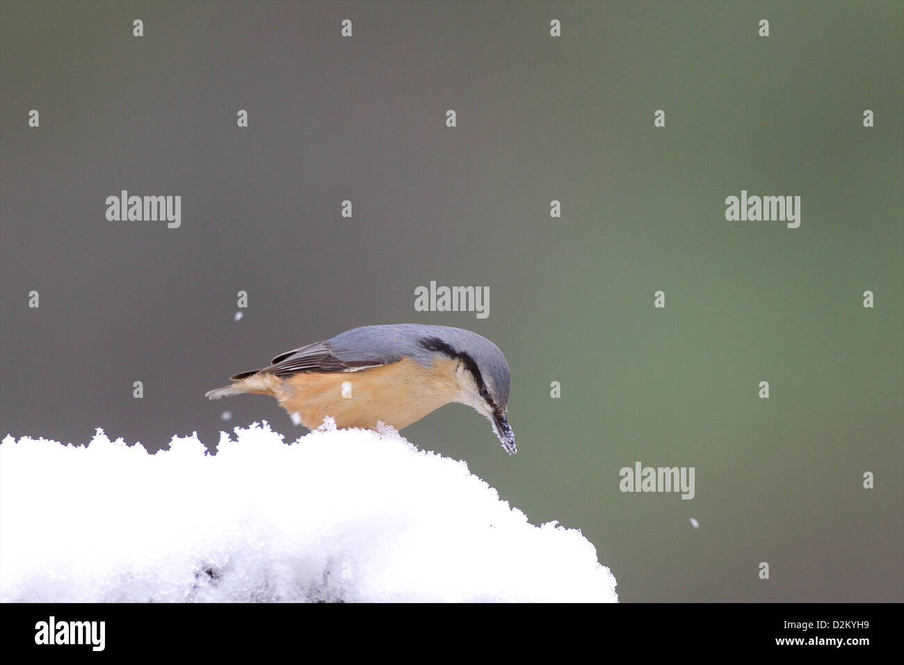 Eurasian picchio muratore - Sitta europaea Foto Stock