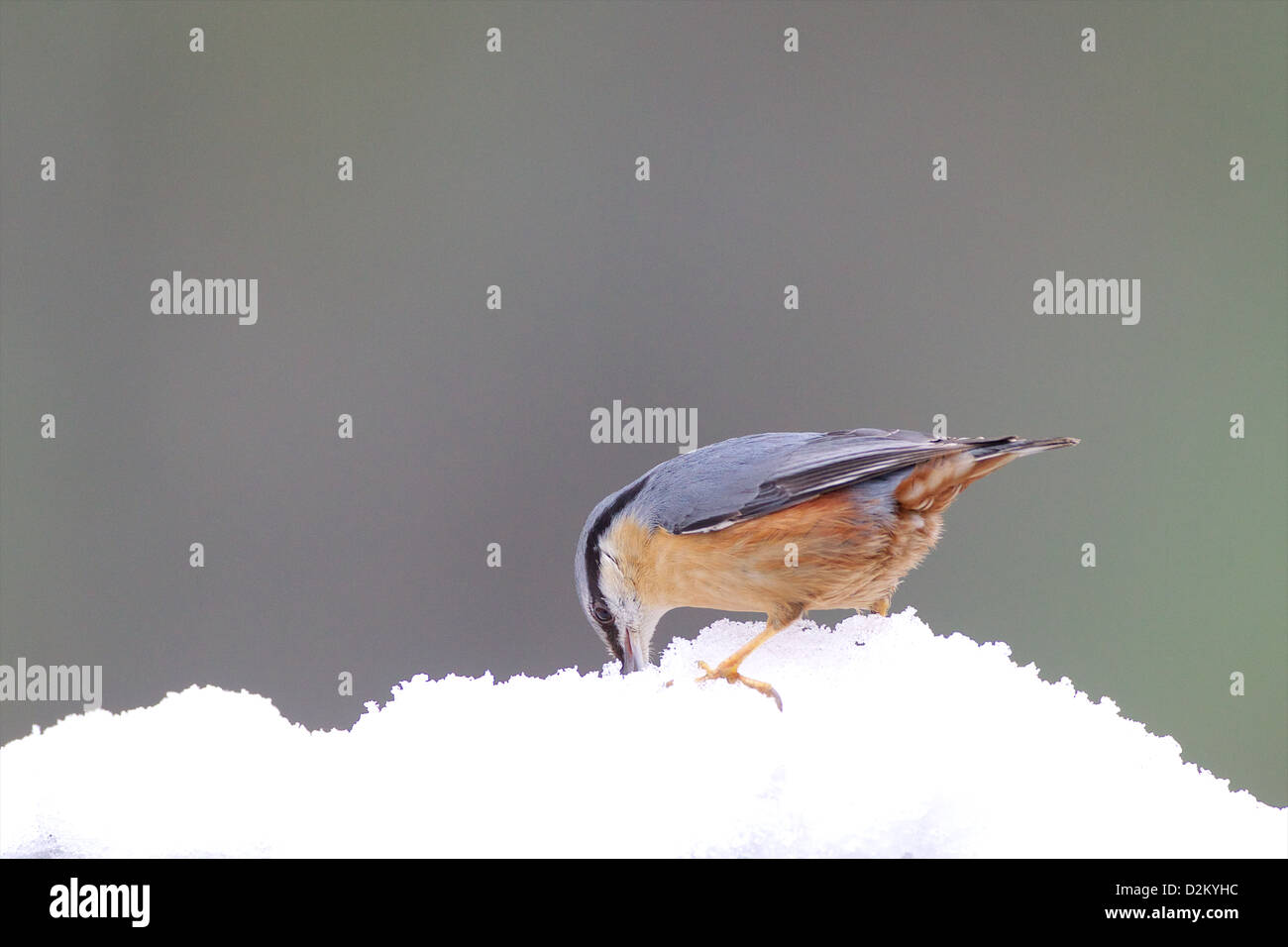 Eurasian picchio muratore - Sitta europaea Foto Stock