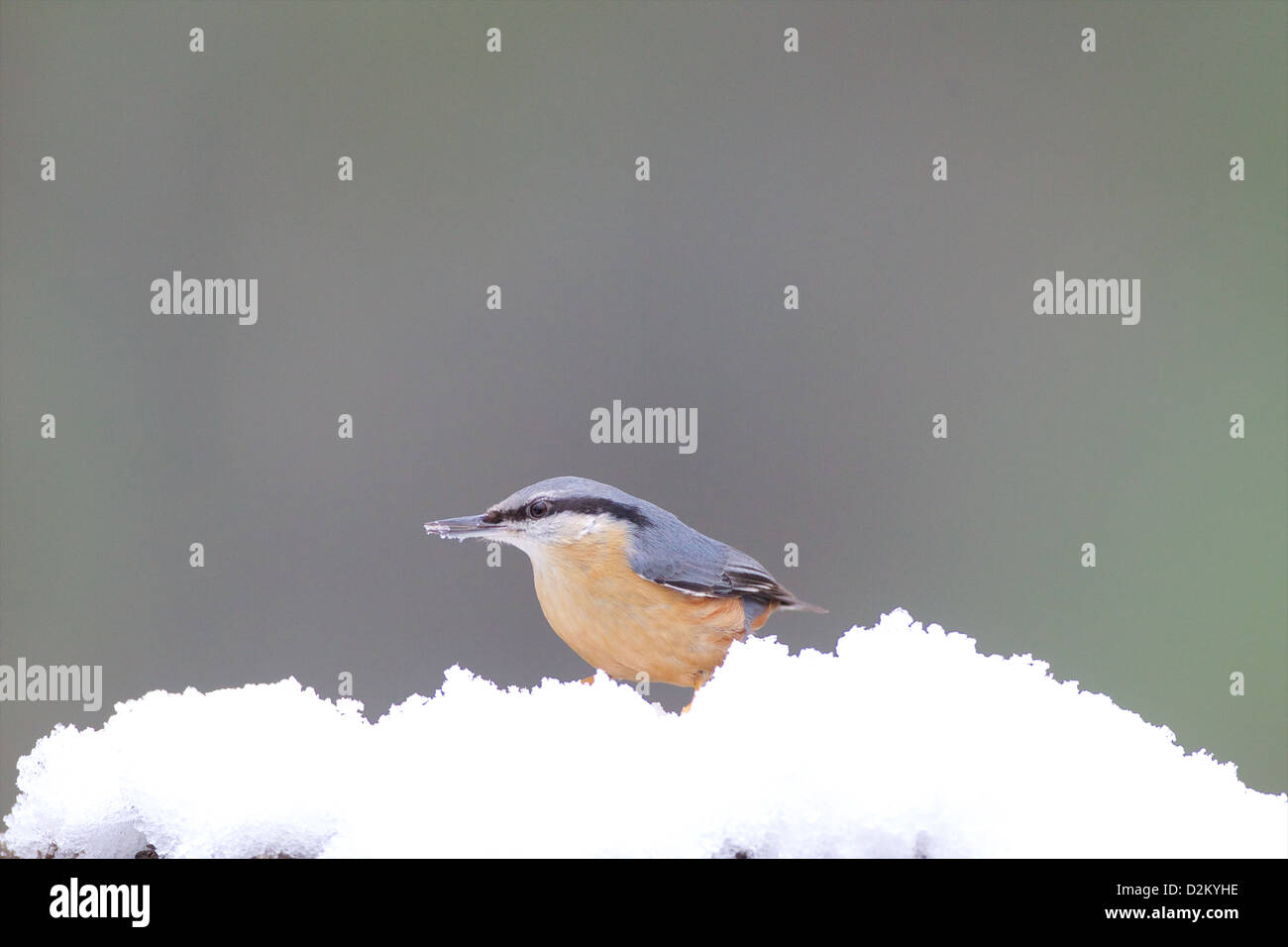 Eurasian picchio muratore - Sitta europaea Foto Stock
