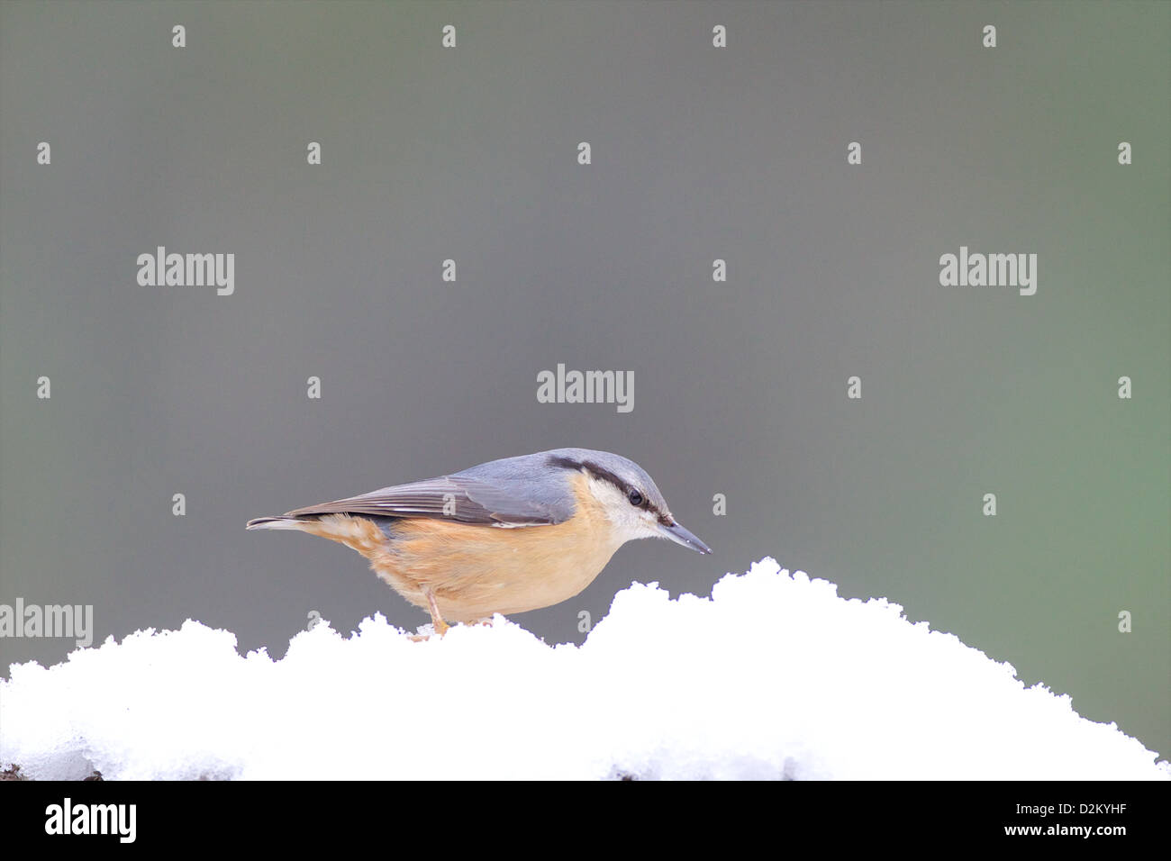 Eurasian picchio muratore - Sitta europaea Foto Stock