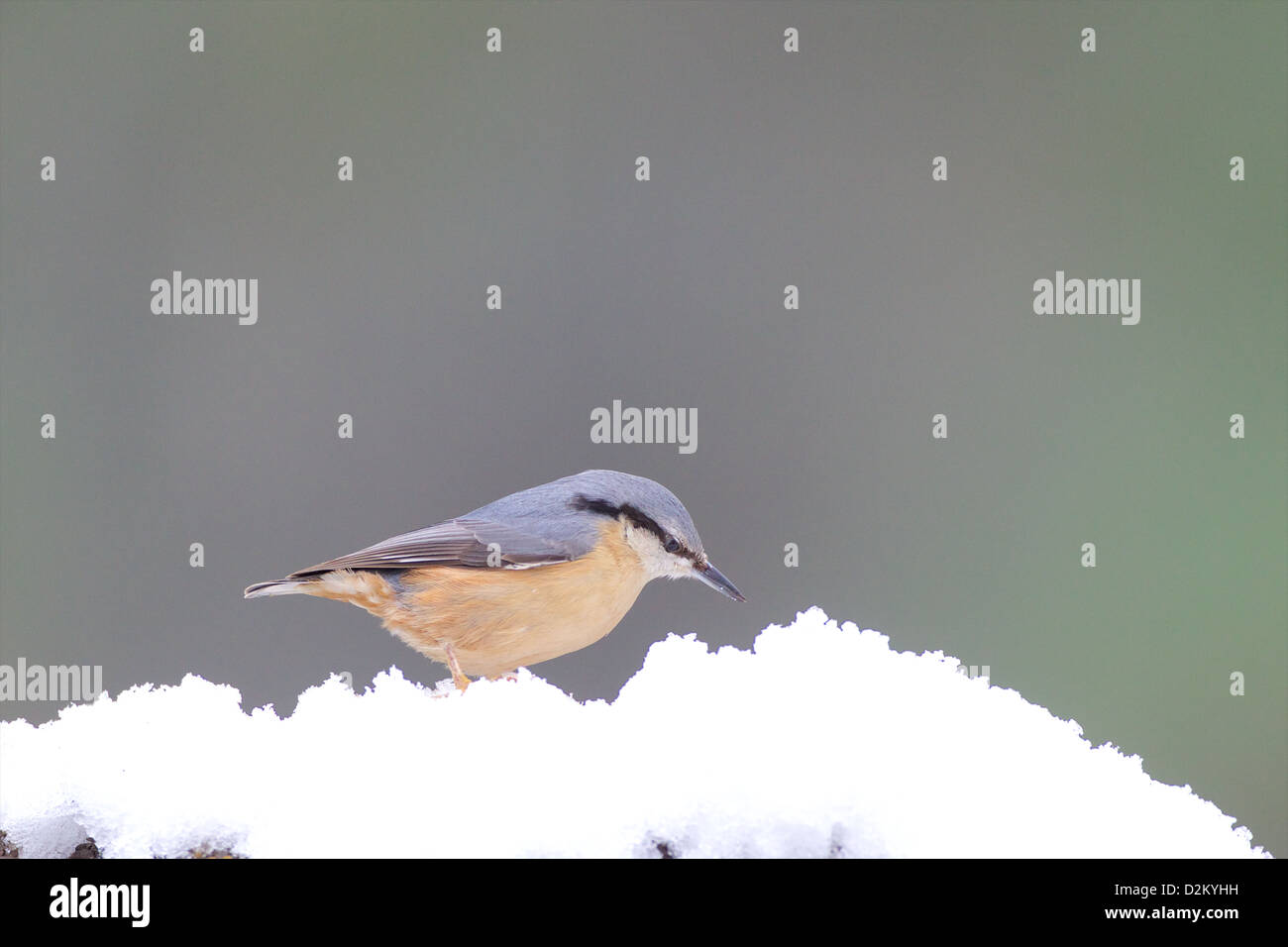 Eurasian picchio muratore - Sitta europaea Foto Stock