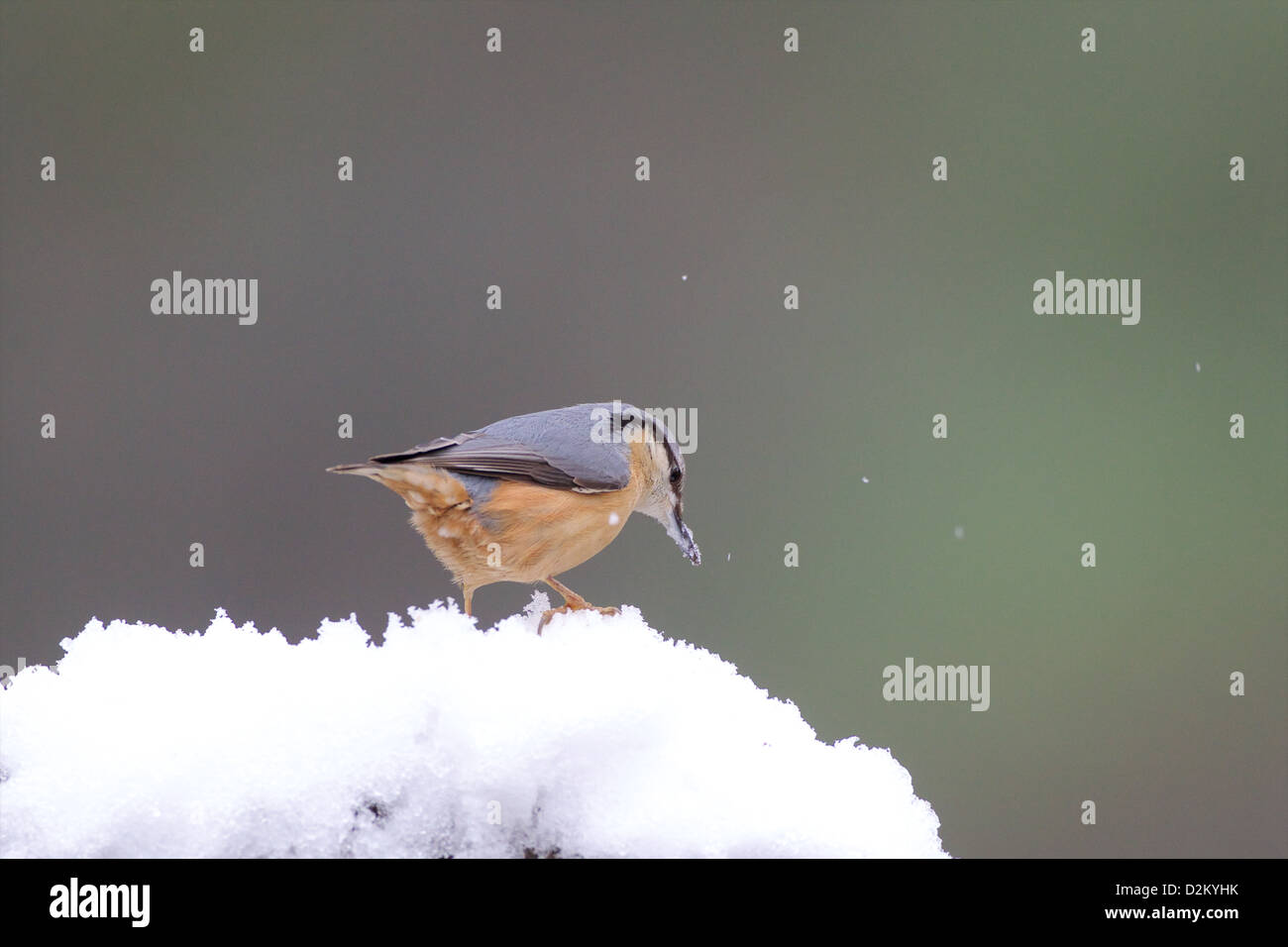 Eurasian picchio muratore - Sitta europaea Foto Stock