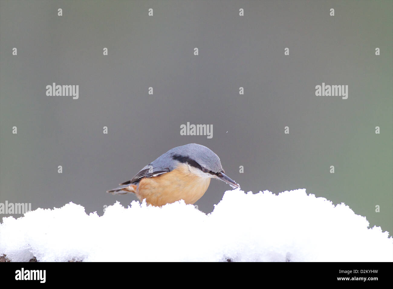 Eurasian picchio muratore - Sitta europaea Foto Stock