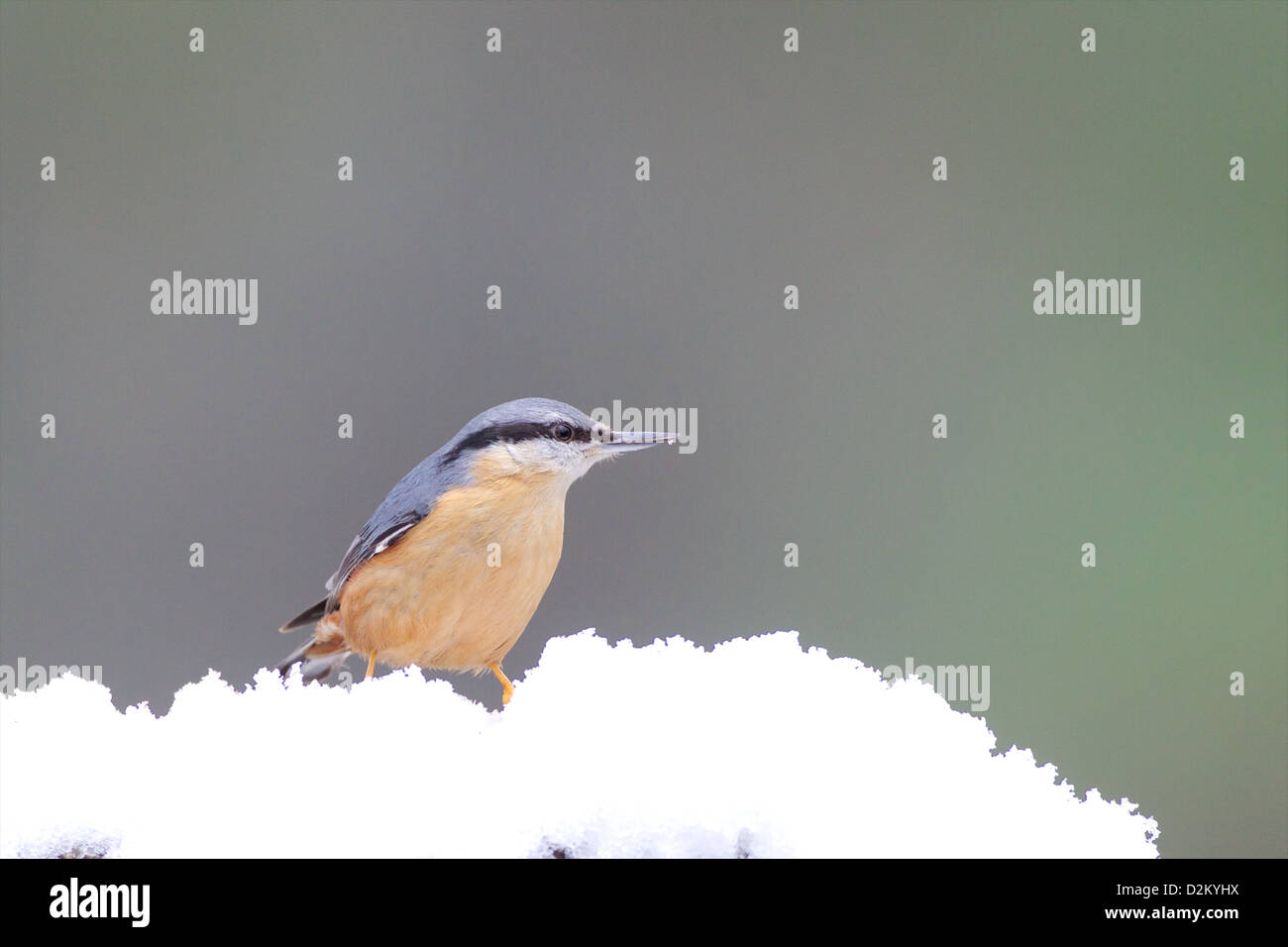 Eurasian picchio muratore - Sitta europaea Foto Stock