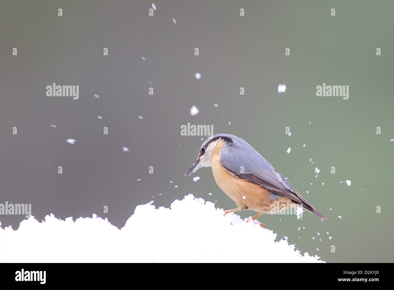 Eurasian picchio muratore - Sitta europaea Foto Stock