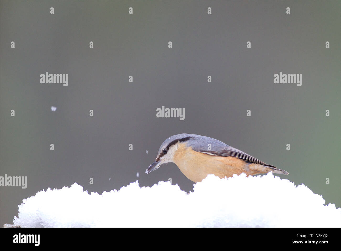 Eurasian picchio muratore - Sitta europaea Foto Stock
