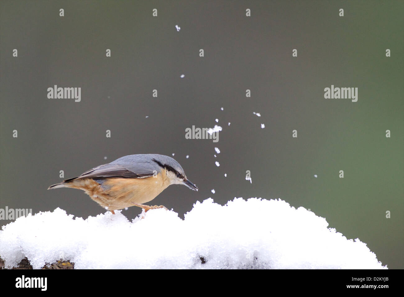 Eurasian picchio muratore - Sitta europaea Foto Stock
