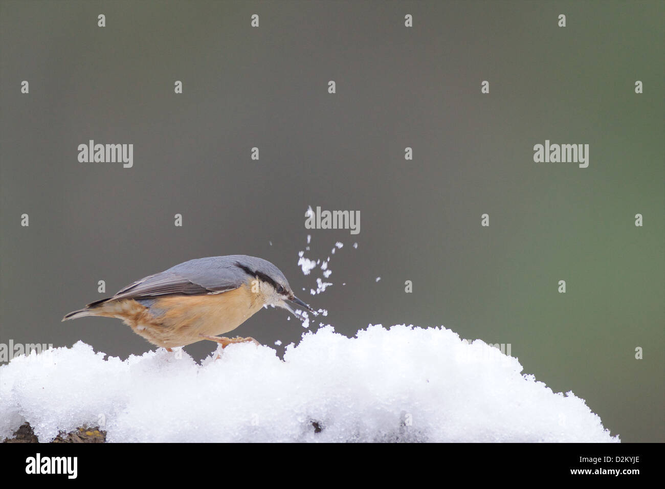 Eurasian picchio muratore - Sitta europaea Foto Stock