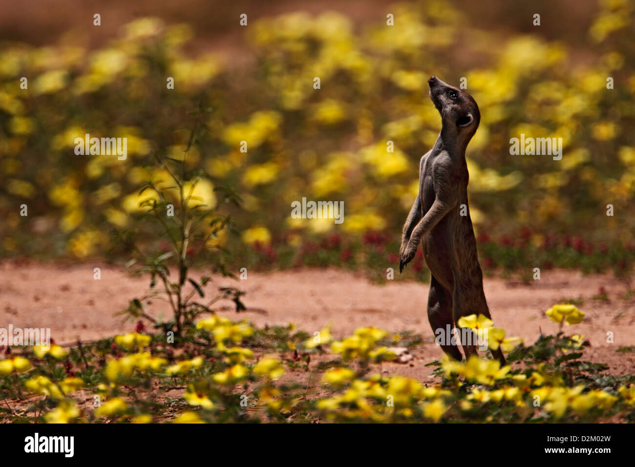 Suricate, sottile-tailed meerkat (Suricata suricatta), guardando, Kgalagadi NP transfrontaliera nel campo dei fiori, Sud Africa Foto Stock