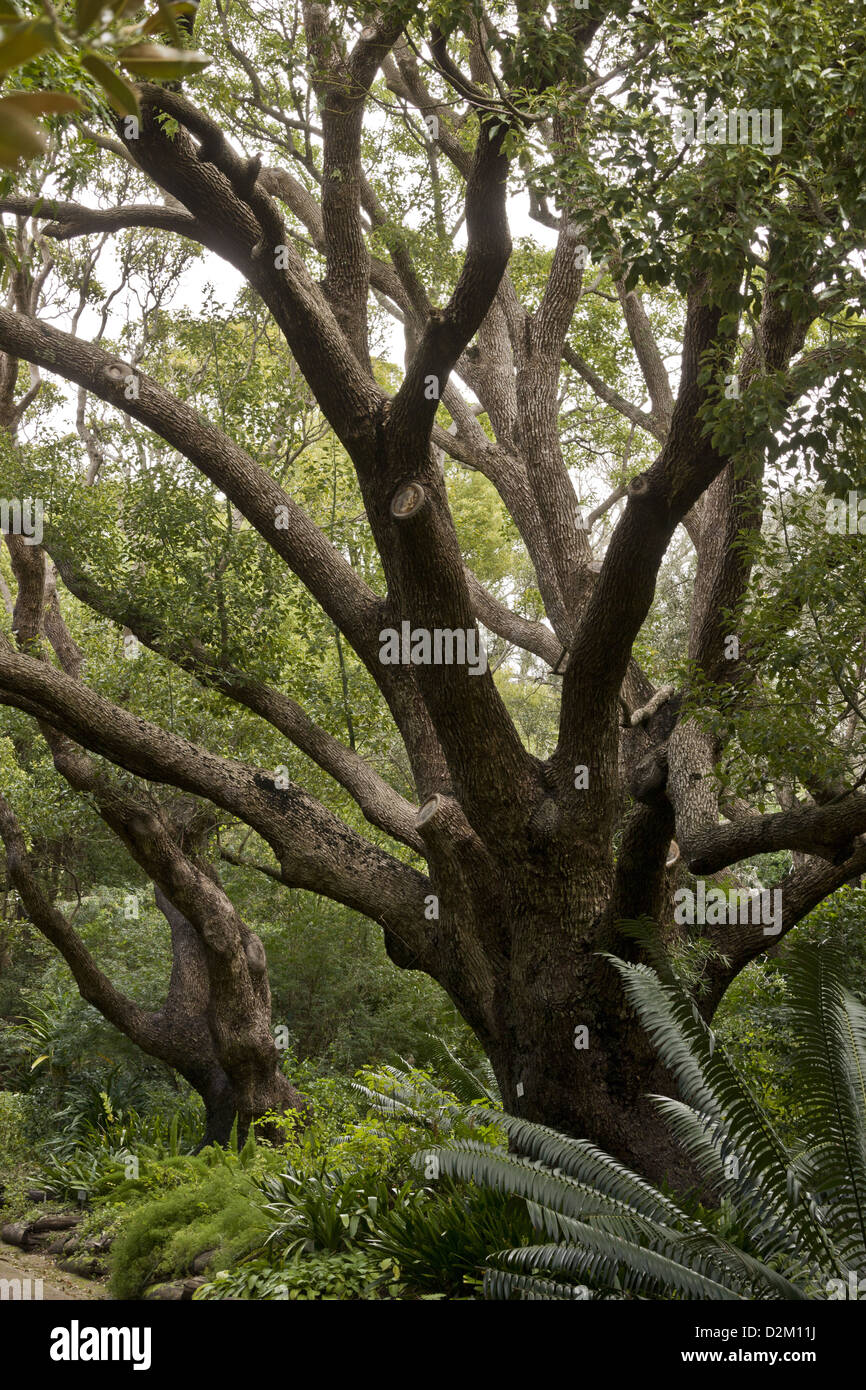Canfora Laurel tree (Cinnamomum camphora), fonte di spezie, Sud Africa Foto Stock