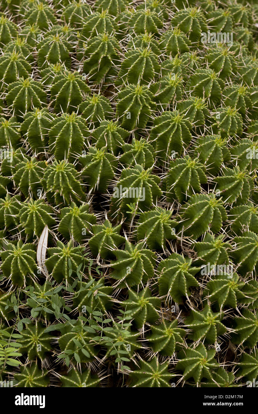 Puntaspilli (Euforbia Euphorbia pulvinata) nativo di una succulenta, Sud Africa Foto Stock