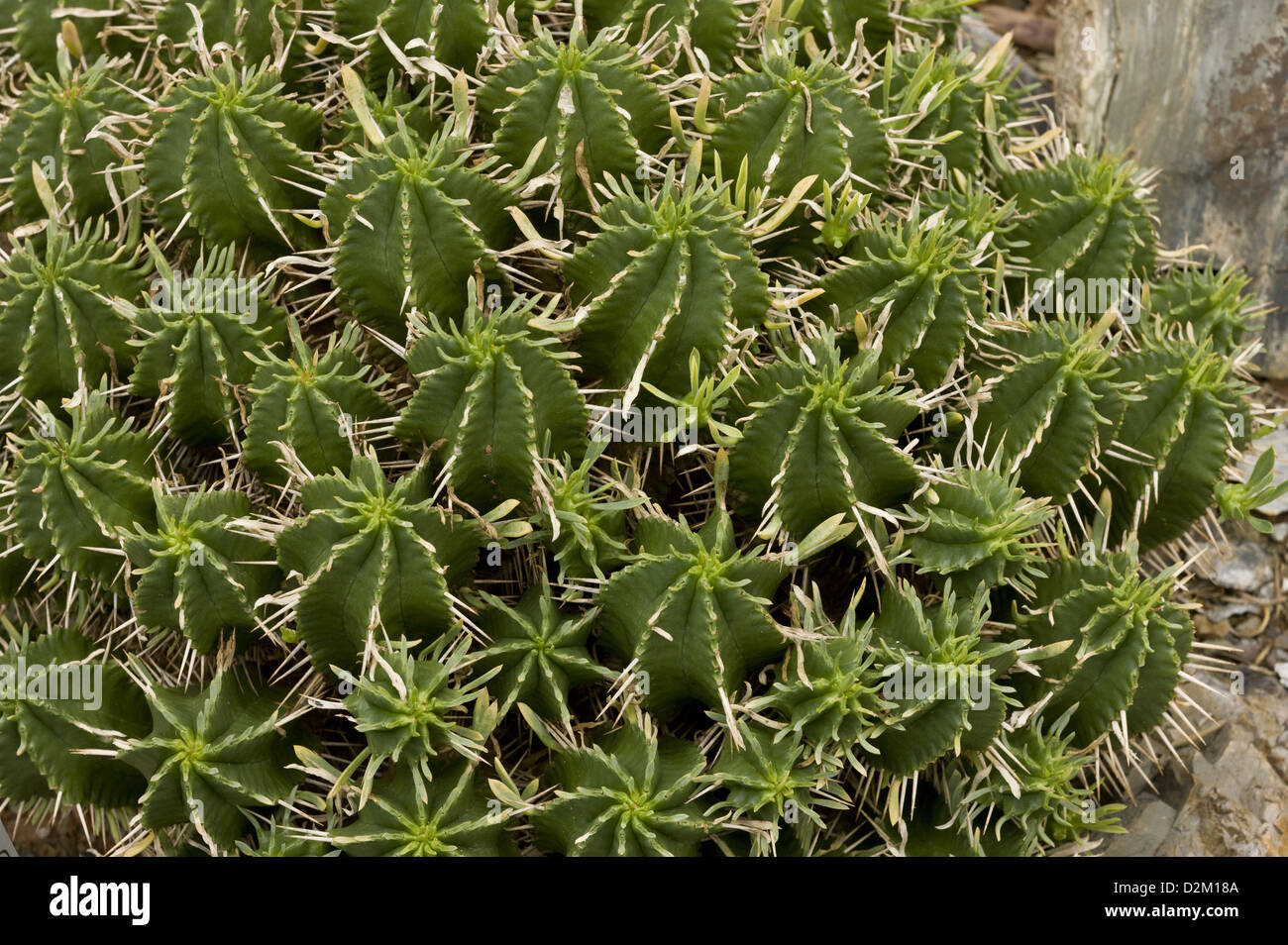 Puntaspilli (Euforbia Euphorbia pulvinata) nativo di una succulenta, close-up, Sud Africa Foto Stock