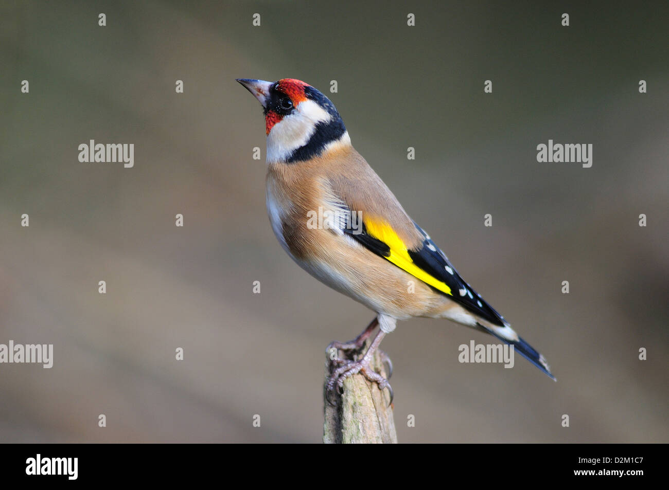 Un cardellino su un post Foto Stock
