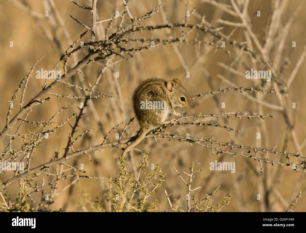 Quattro strisce di erba (mouse Rhabdomys pumilio) nel deserto del Kalahari, Sud Africa Foto Stock