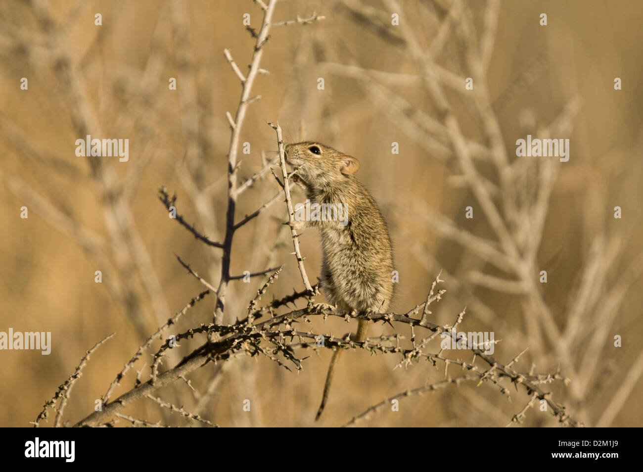 Quattro strisce di erba (mouse Rhabdomys pumilio) nel deserto del Kalahari, Sud Africa Foto Stock