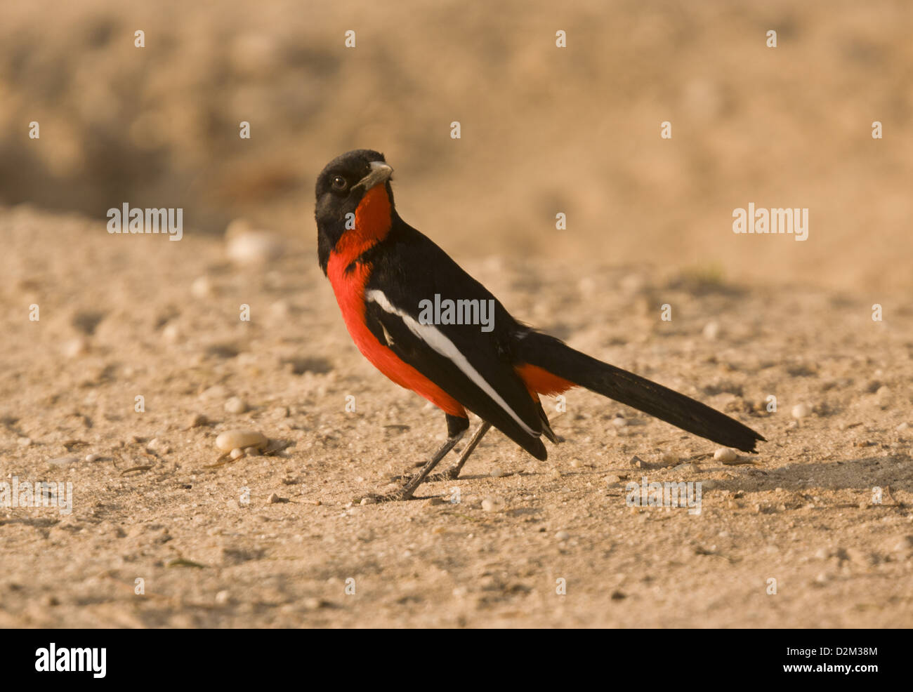 Crimson-breasted Shrike (Laniarius atrococcineus) alimentazione sul terreno, Sud Africa Foto Stock