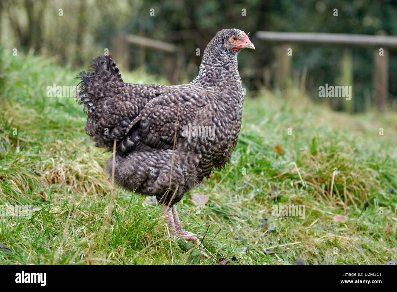 Ritratto di un giovane Marans pollo, noto anche come pullet eretti in erba Foto Stock