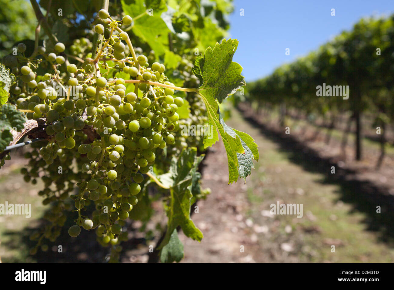 Verde uva in vigna Nuova Zelanda wineland paesaggio Foto Stock