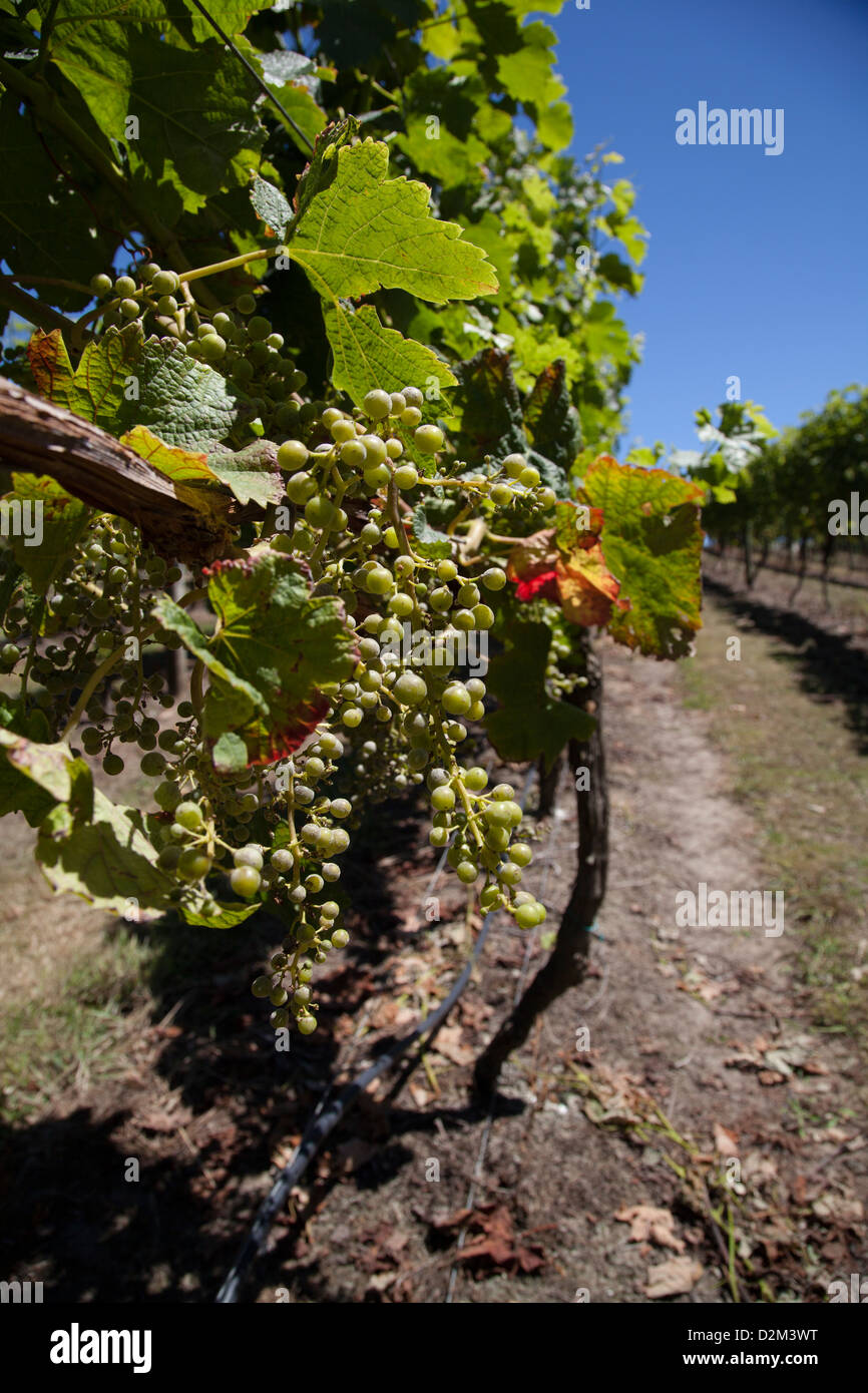 Verde uva in vigna Nuova Zelanda wineland ritratto Foto Stock