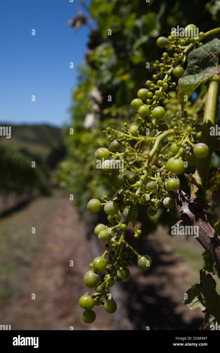 Verde uva in vigna Nuova Zelanda wineland Foto Stock
