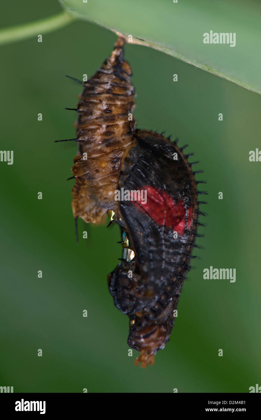 Una pupa del postino butterfly Foto Stock