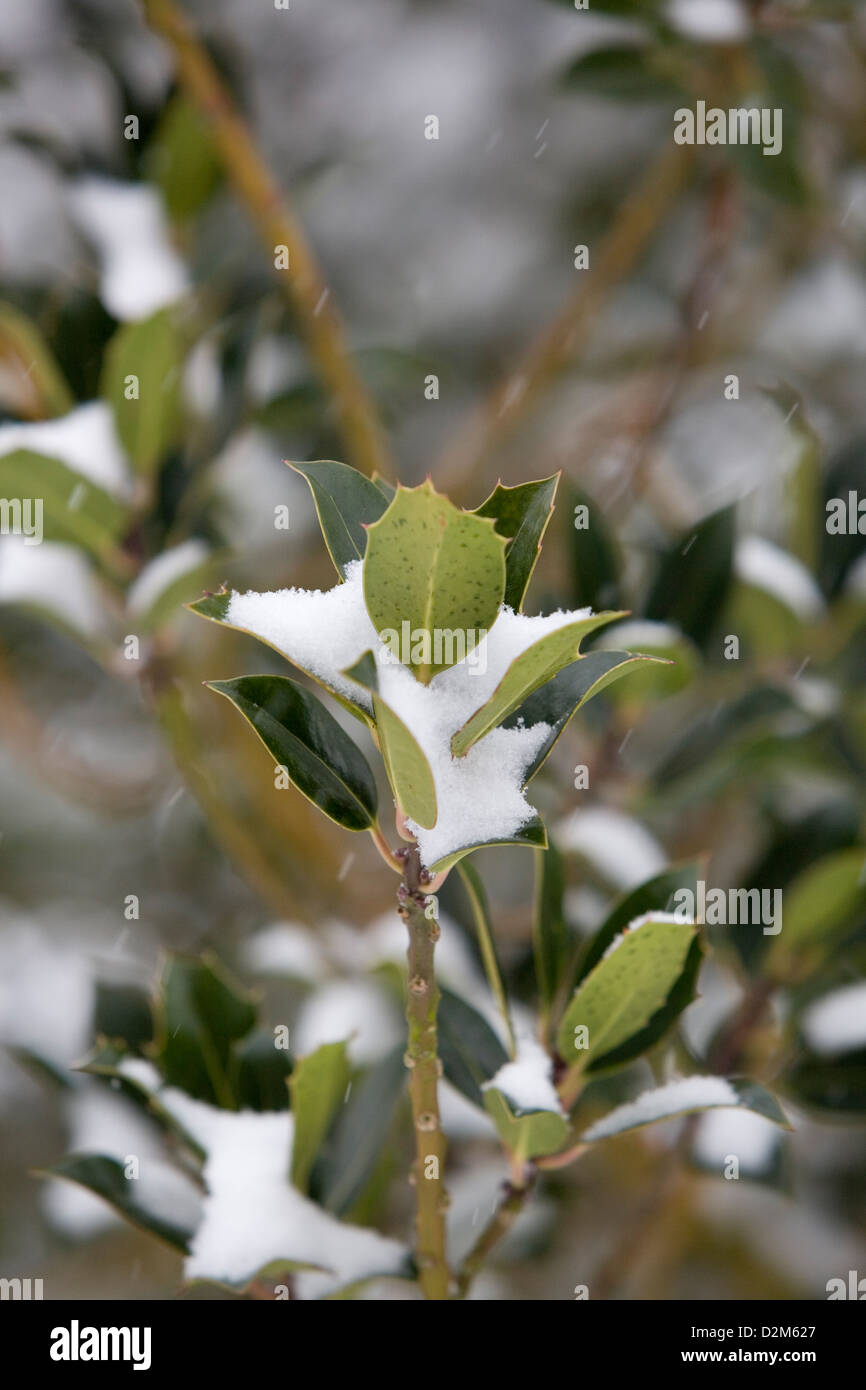 Holly Tree (Ilex rotunda) con la neve sulle foglie, fiocchi di neve cadono acquisite con una velocità dell'otturatore elevata. Foto Stock