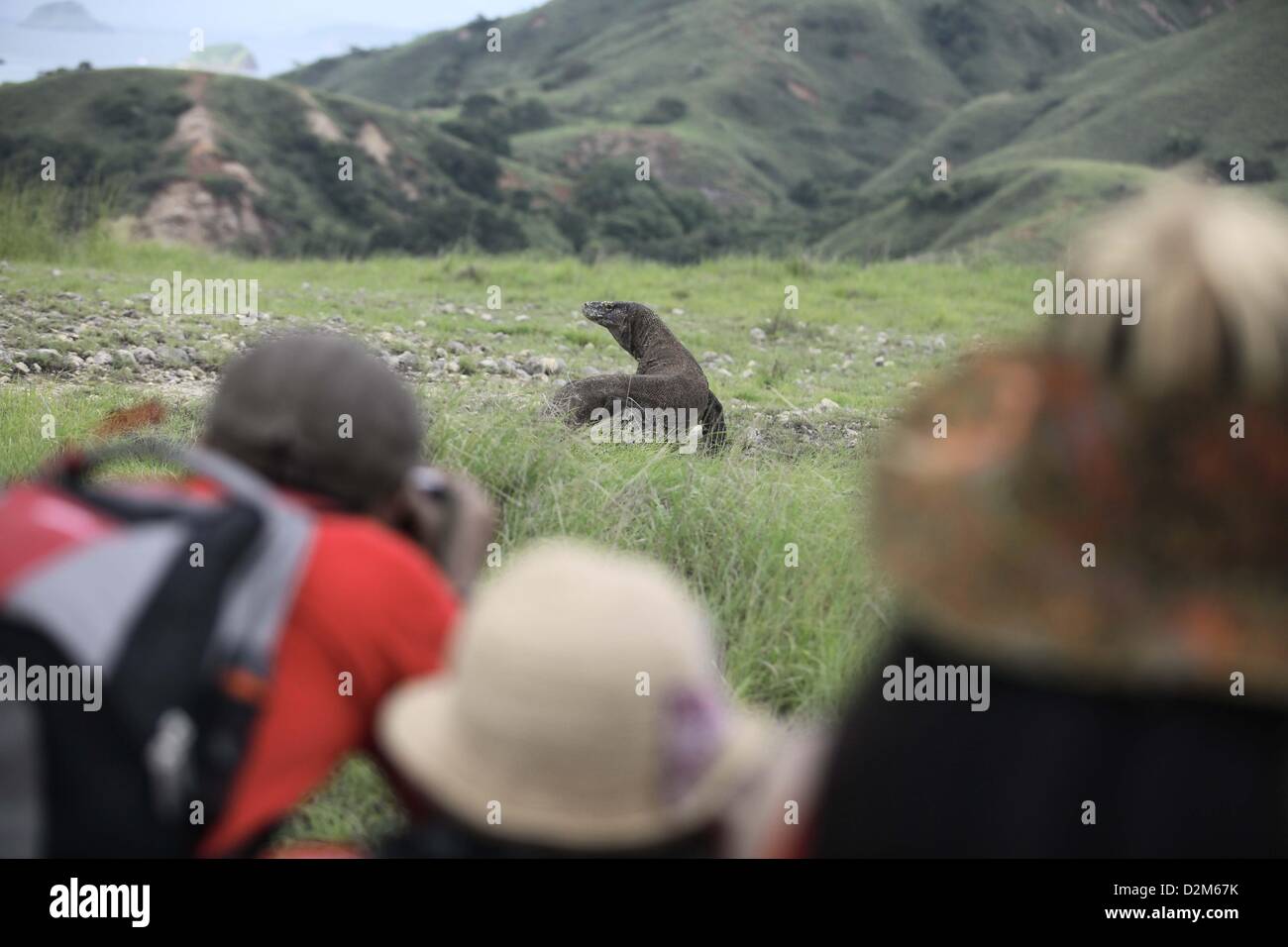 Gen 28, 2013 - Flores, Indonesia - 28 Gennaio 2013 - Isola di Komodo, Flores, Indonesia ; Foto scattata il 25 gennaio, 2013 - i turisti foto scattata a il drago di Komodo (Varanus komodoensis) nel Parco Nazionale di Komodo, Isola di Komodo, Flores, Indonesia. Il drago di Komodo (Varanus komodoensis), noto anche come il monitor di Komodo, è una grande specie di lucertola trovata nelle isole indonesiane di Komodo,Rinca, Flores, Gili Motang e Padar.Un membro del monitor lizard (Famiglia Varanidae), è la più grande specie viventi di lucertola,crescono fino ad una lunghezza massima di 3 metri (10 ft) in rari casi e peso fino a Foto Stock