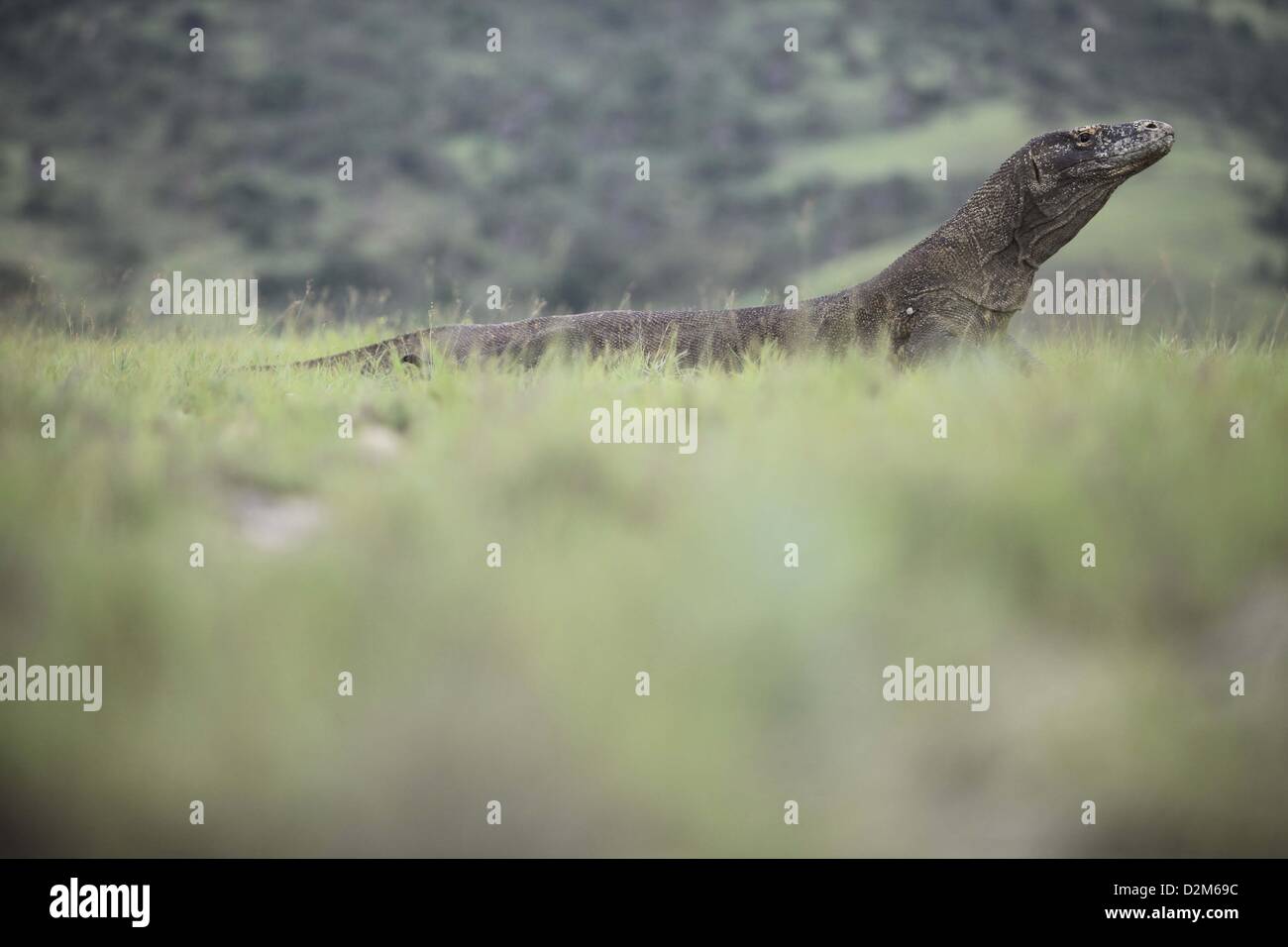 Gen 28, 2013 - Flores, Indonesia - 28 Gennaio 2013 - Isola di Komodo, Flores, Indonesia ; foto scattata Gennaio 25, 2013 - Il drago di Komodo (Varanus komodoensis) nel Parco Nazionale di Komodo, Isola di Komodo, Flores, Indonesia. Il drago di Komodo (Varanus komodoensis), noto anche come il monitor di Komodo, è una grande specie di lucertola trovata nelle isole indonesiane di Komodo,Rinca, Flores, Gili Motang e Padar.Un membro del monitor lizard (Famiglia Varanidae), è la più grande specie viventi di lucertola,crescono fino ad una lunghezza massima di 3 metri (10 ft) in rari casi e fino a un peso di circa 70 kg Foto Stock