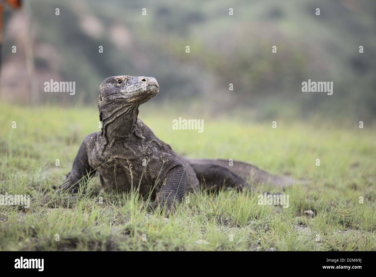 Gen 28, 2013 - Flores, Indonesia - 28 Gennaio 2013 - Isola di Komodo, Flores, Indonesia ; foto scattata Gennaio 25, 2013 - Il drago di Komodo (Varanus komodoensis) nel Parco Nazionale di Komodo, Isola di Komodo, Flores, Indonesia. Il drago di Komodo (Varanus komodoensis), noto anche come il monitor di Komodo, è una grande specie di lucertola trovata nelle isole indonesiane di Komodo,Rinca, Flores, Gili Motang e Padar.Un membro del monitor lizard (Famiglia Varanidae), è la più grande specie viventi di lucertola,crescono fino ad una lunghezza massima di 3 metri (10 ft) in rari casi e fino a un peso di circa 70 kg Foto Stock