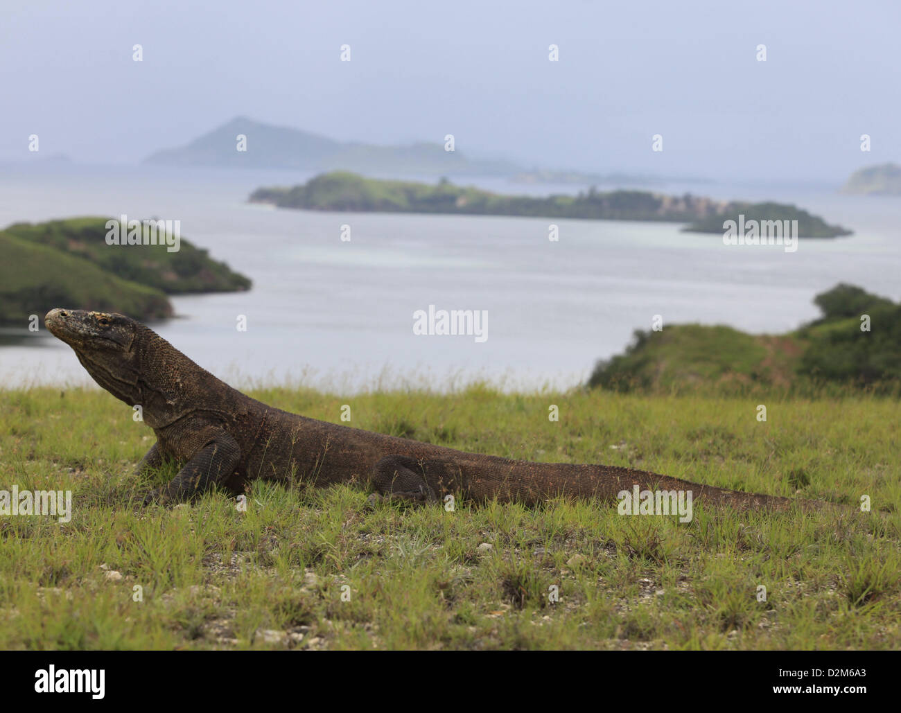 Gen 28, 2013 - Flores, Indonesia - 28 Gennaio 2013 - Isola di Komodo, Flores, Indonesia ; foto scattata Gennaio 25, 2013 - Il drago di Komodo (Varanus komodoensis) nel Parco Nazionale di Komodo, Isola di Komodo, Flores, Indonesia. Il drago di Komodo (Varanus komodoensis), noto anche come il monitor di Komodo, è una grande specie di lucertola trovata nelle isole indonesiane di Komodo,Rinca, Flores, Gili Motang e Padar.Un membro del monitor lizard (Famiglia Varanidae), è la più grande specie viventi di lucertola,crescono fino ad una lunghezza massima di 3 metri (10 ft) in rari casi e fino a un peso di circa 70 kg Foto Stock