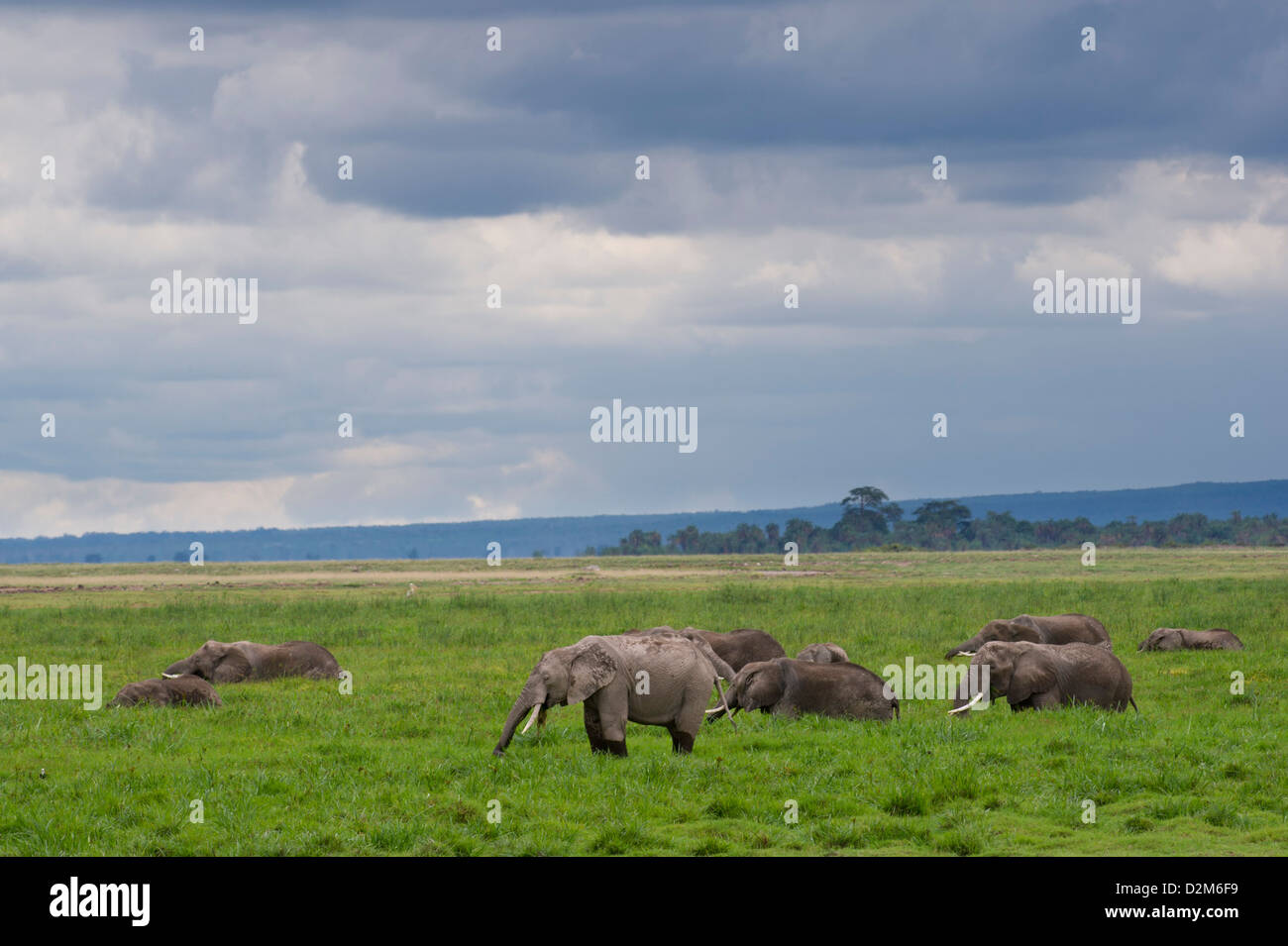 Gli elefanti africani alimentando in palude ( Loxodonta africana africana), Amboseli National Park, Kenya Foto Stock