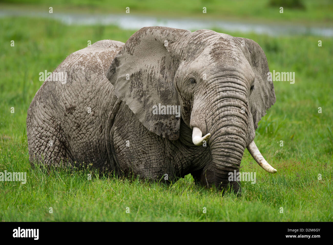 Elefante africano alimentare nella palude( Loxodonta africana africana), Amboseli National Park, Kenya Foto Stock