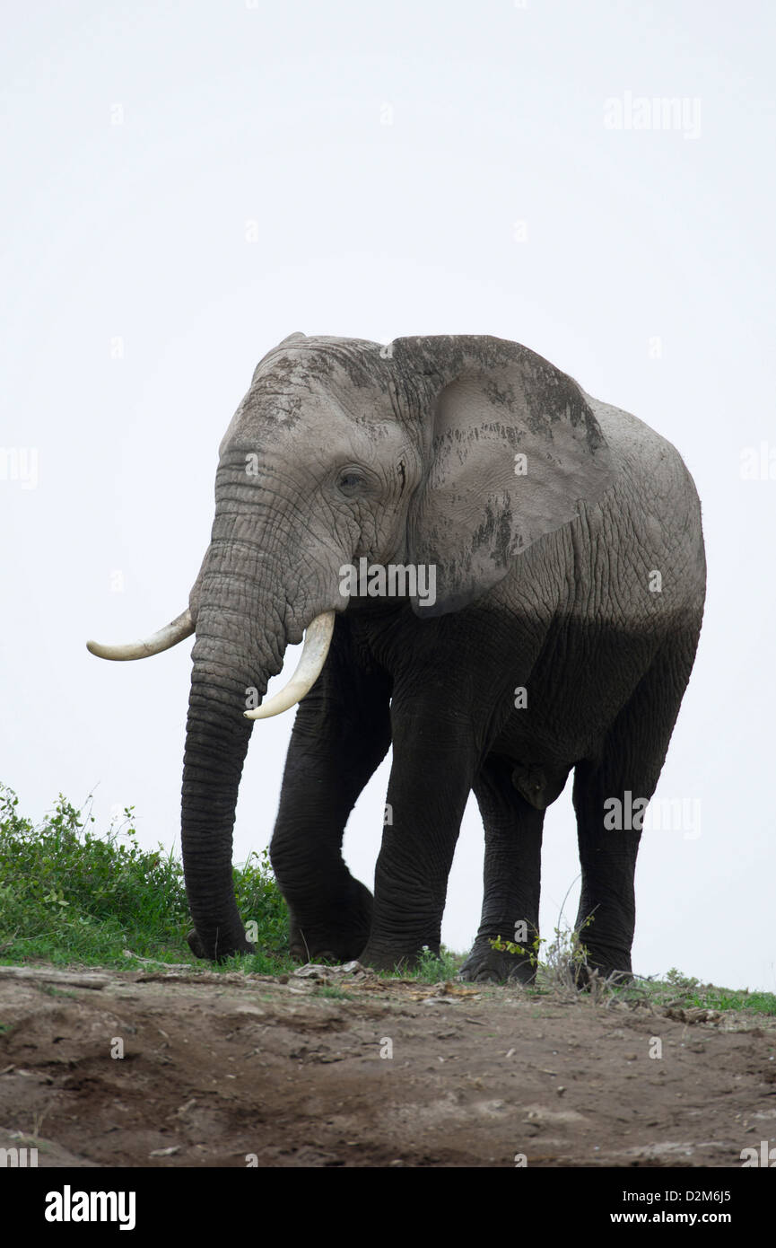 Elefante africano (Loxodonta africana africana), Amboseli National Park, Kenya Foto Stock