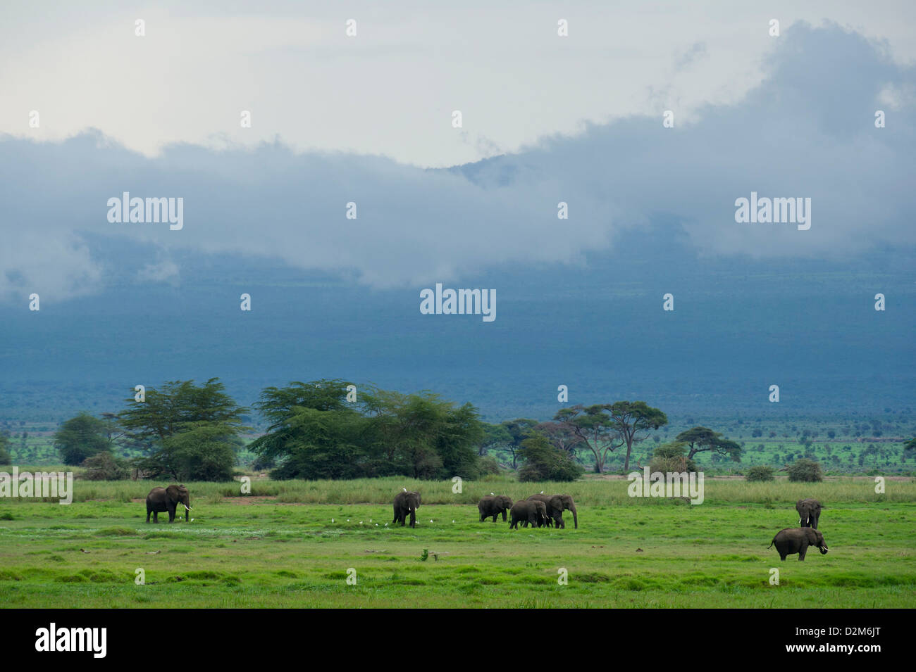 Gli elefanti africani ( Loxodonta africana africana), Amboseli National Park, Kenya Foto Stock