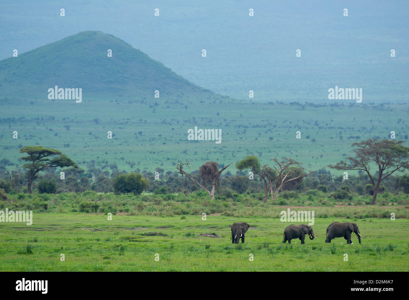 Gli elefanti africani ( Loxodonta africana africana), Amboseli National Park, Kenya Foto Stock