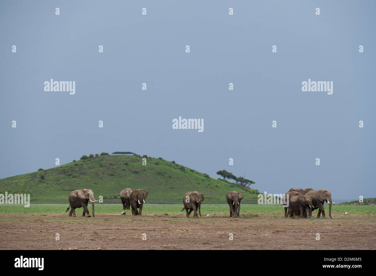 Gli elefanti africani ( Loxodonta africana africana) nella parte anteriore della collina di osservazione, Amboseli National Park, Kenya Foto Stock