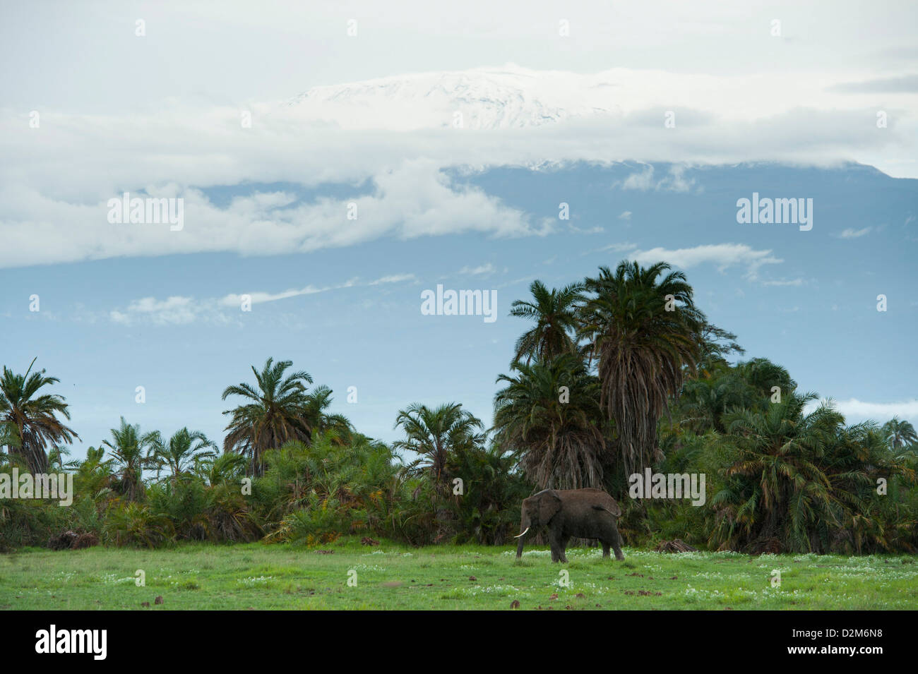 Elefante africano (Loxodonta africana africana) nella parte anteriore del Monte Kilimanjaro, Amboseli National Park, Kenya Foto Stock
