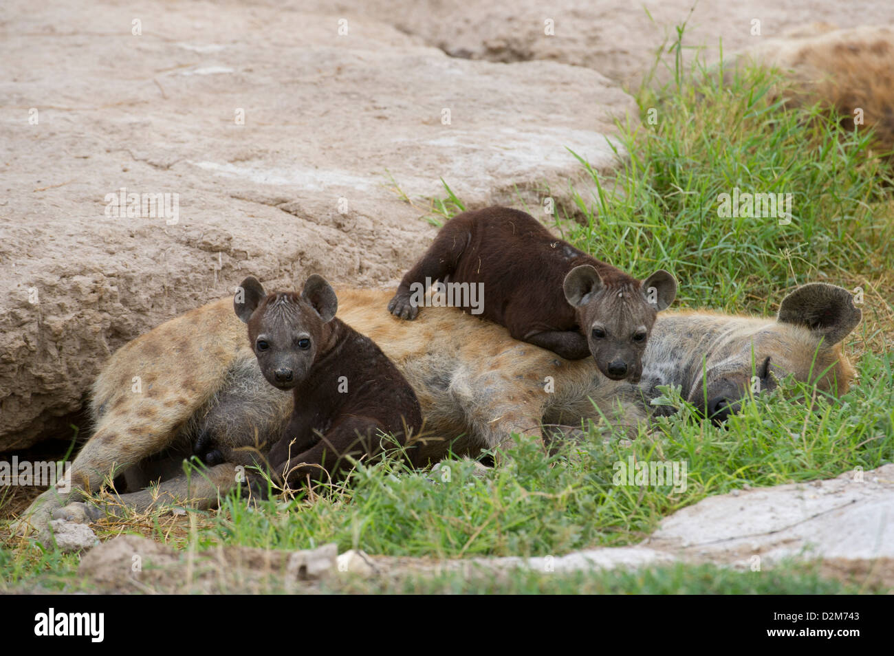 Avvistato iena con cuccioli (Crocuta crocuta), Amboseli National Park, Kenya Foto Stock