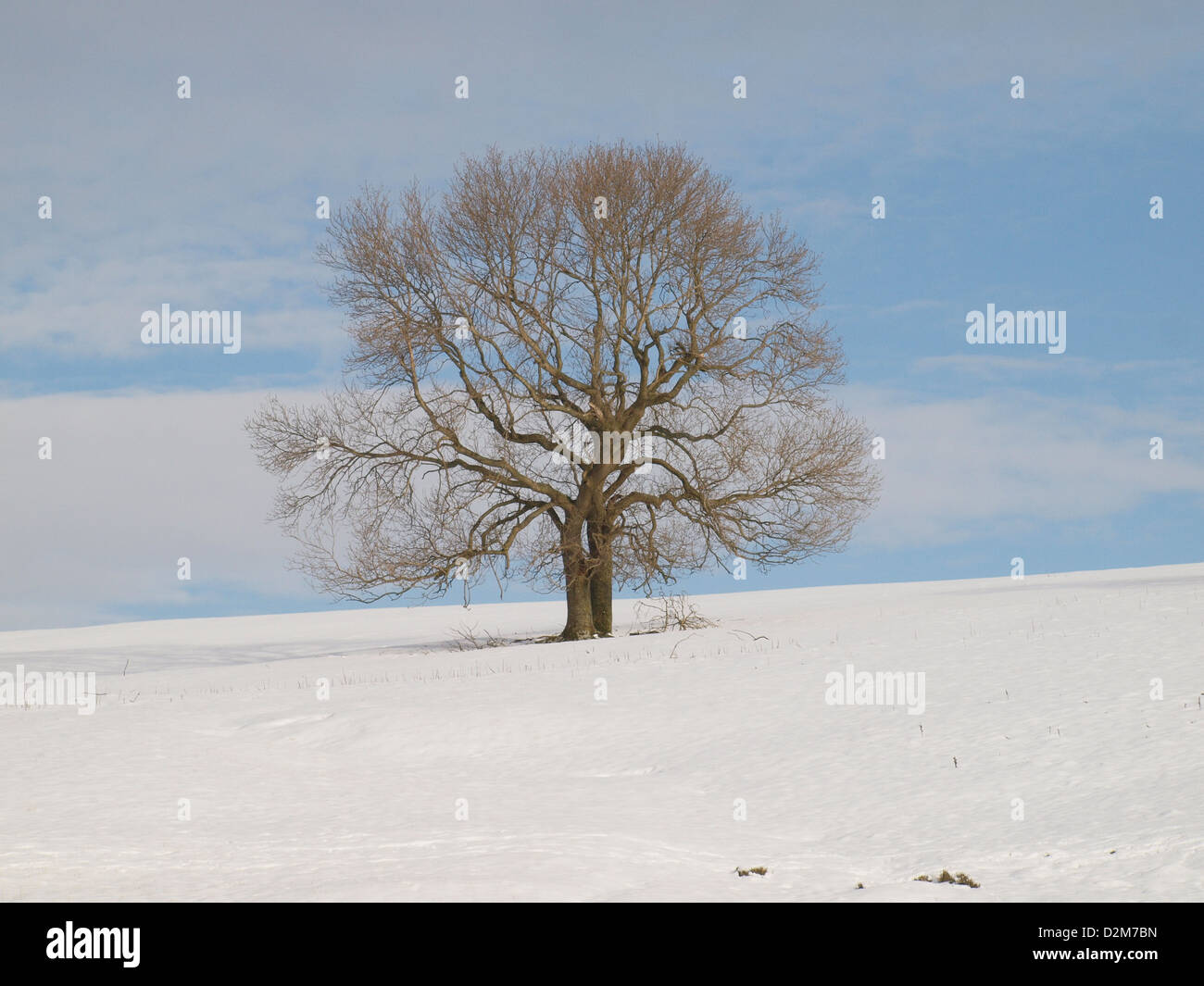 Coppia frassino (Fraxinus excelsior) nelle zone rurali del paesaggio agricolo in Cumbria Regno Unito si erge maestoso tra neve campi coperti Foto Stock