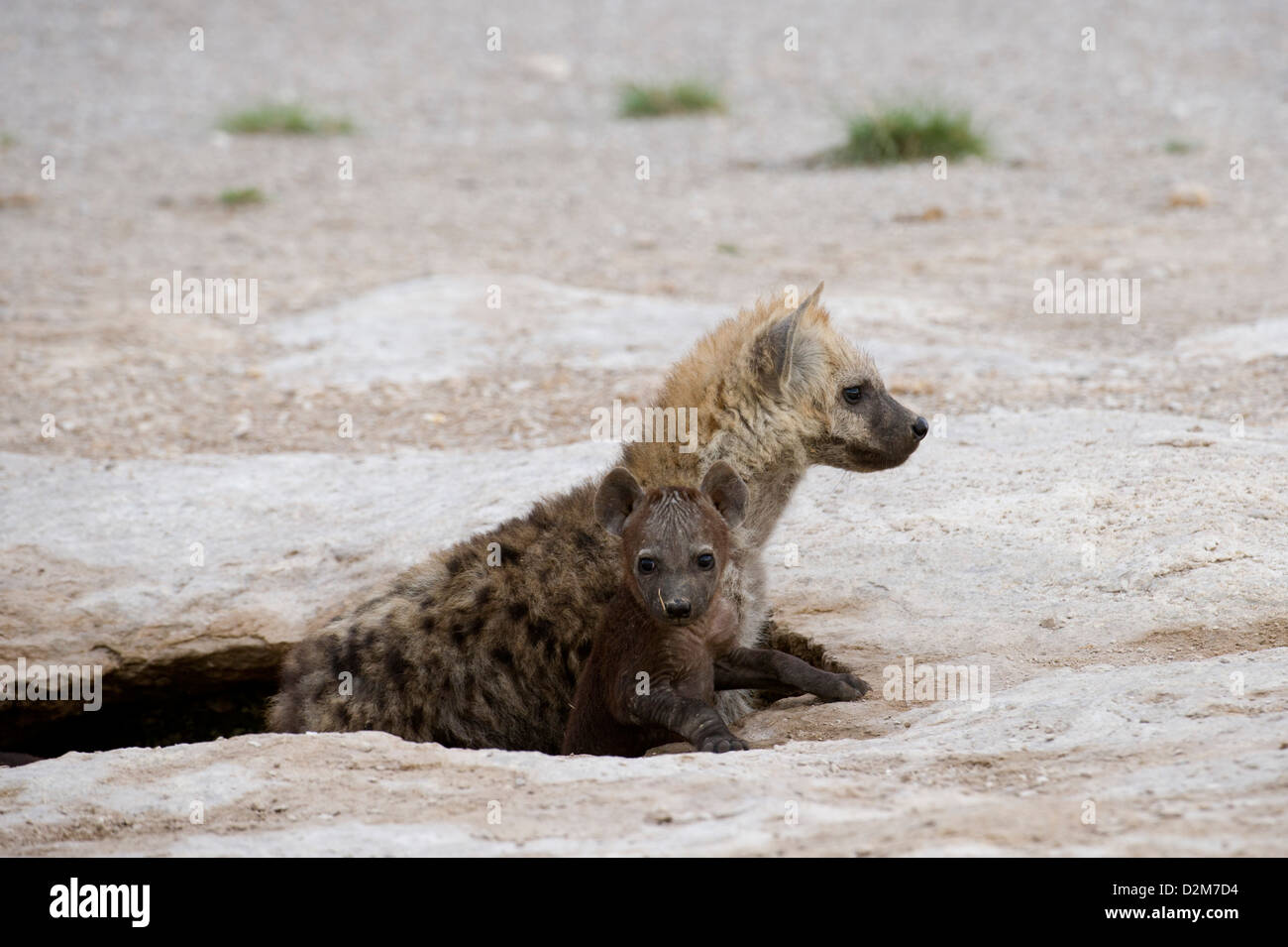 Spotted hyena pup (Crocuta crocuta), Amboseli National Park, Kenya Foto Stock