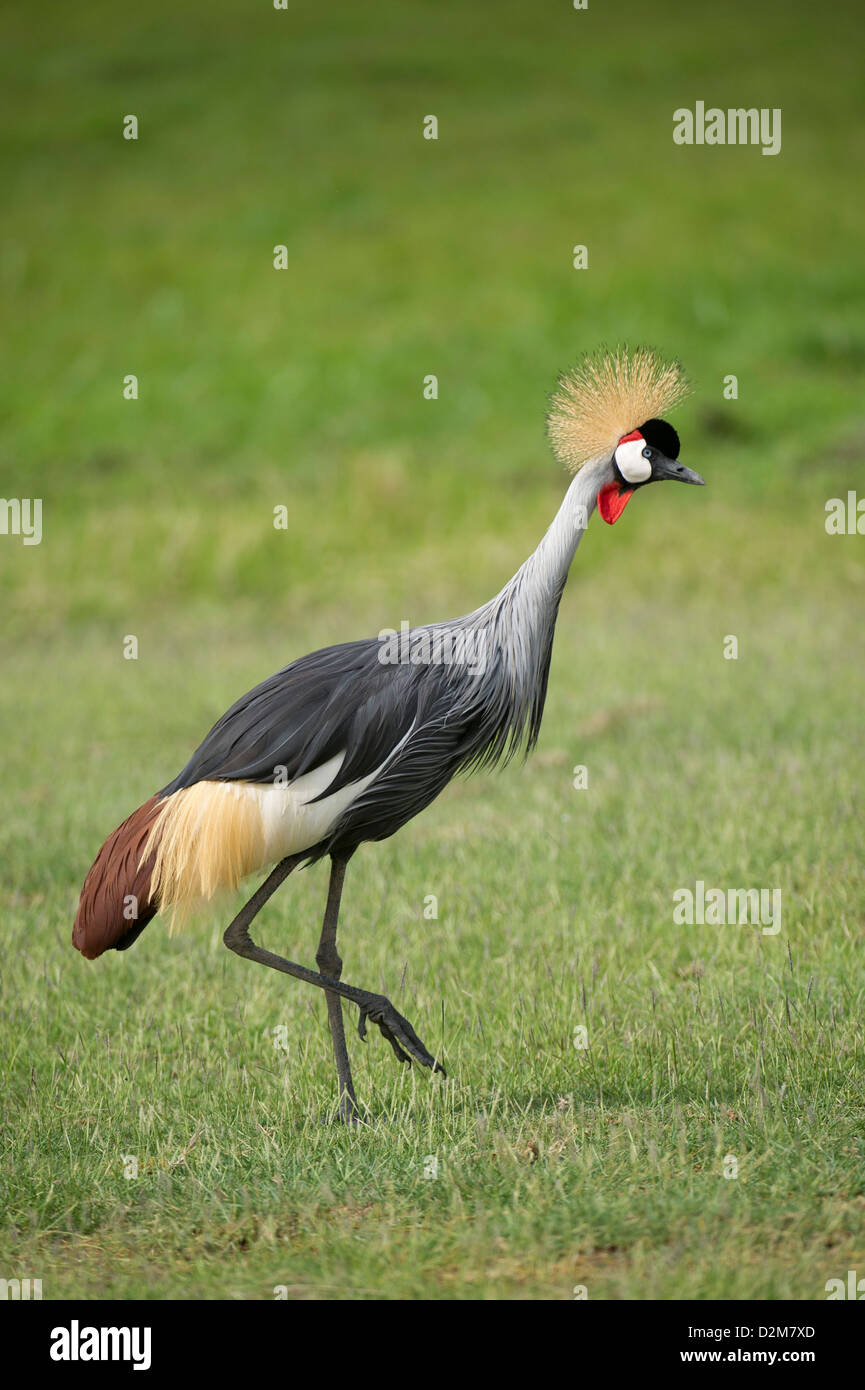 Grey Crowned Crane (Balearica regulorum), Amboseli National Park, Kenya Foto Stock